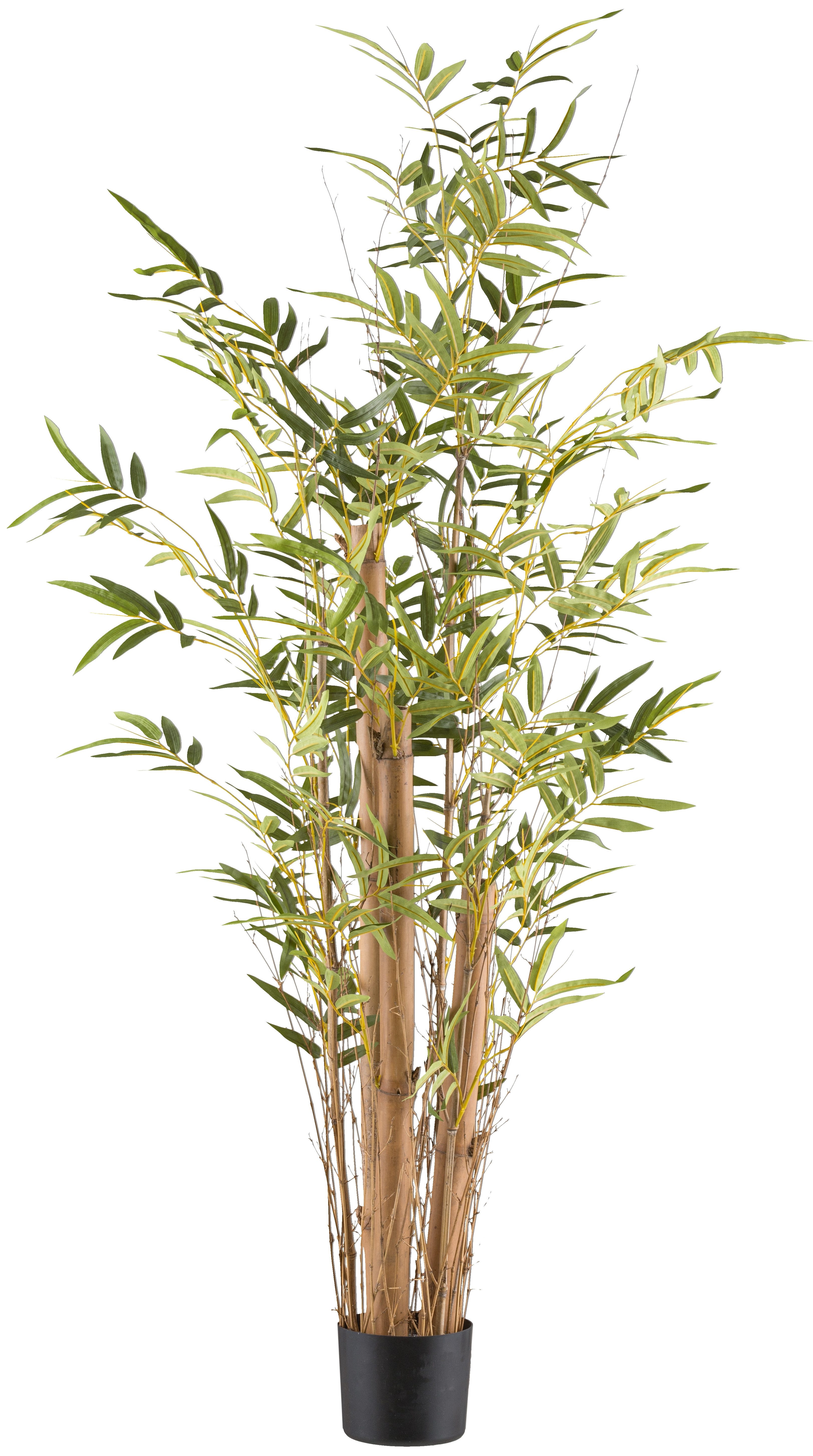 Kunstbambus Bambus vulgaris, Creativ green, Höhe 150 cm, mit Naturstamm