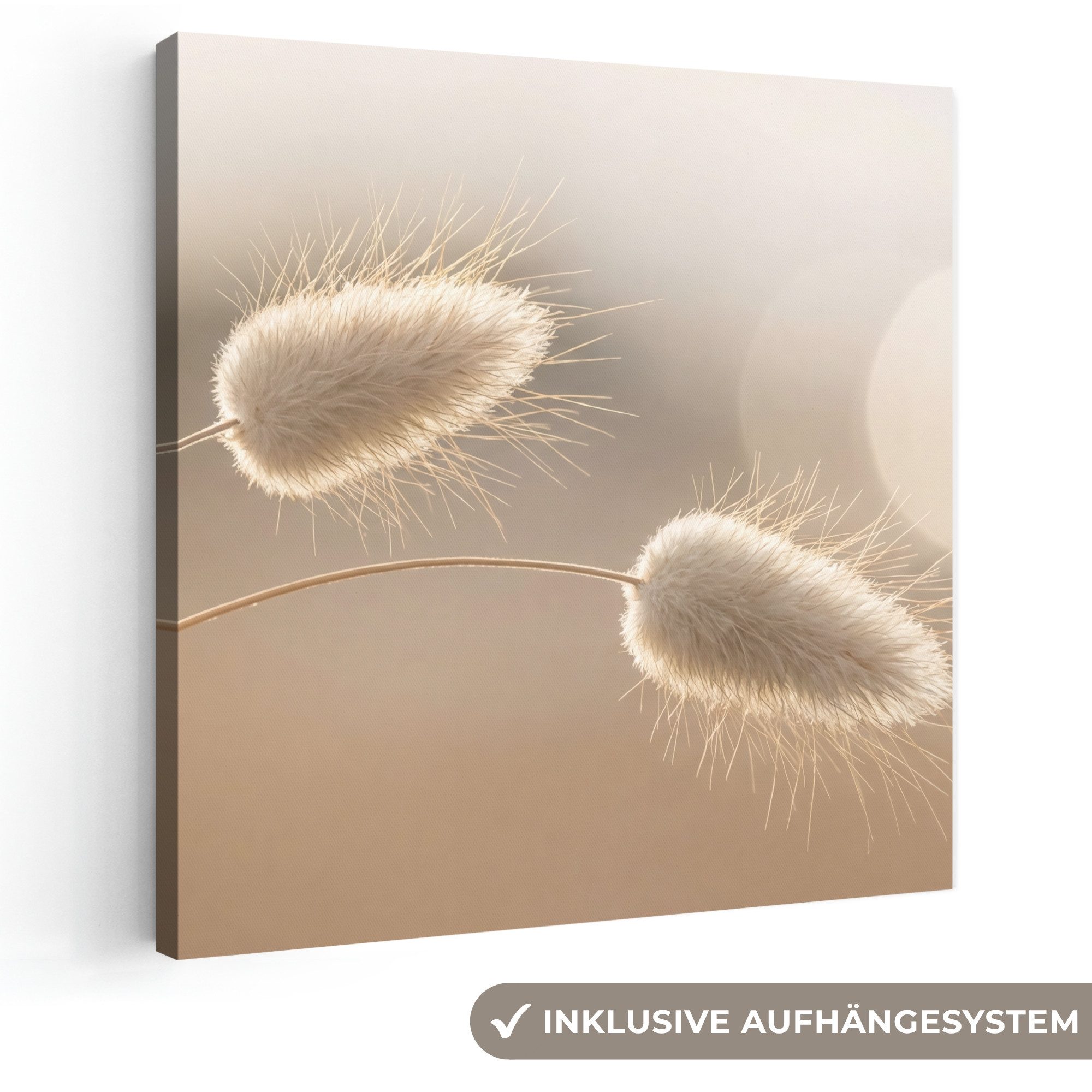 OneMillionCanvasses® Leinwandbild Dunstschwanzgras - Grannenhaare - Sonnenlicht, Fotodruck (1 St), Wandbild, Deko Schlafzimmer Wohnzimmer Flur 20x20 cm