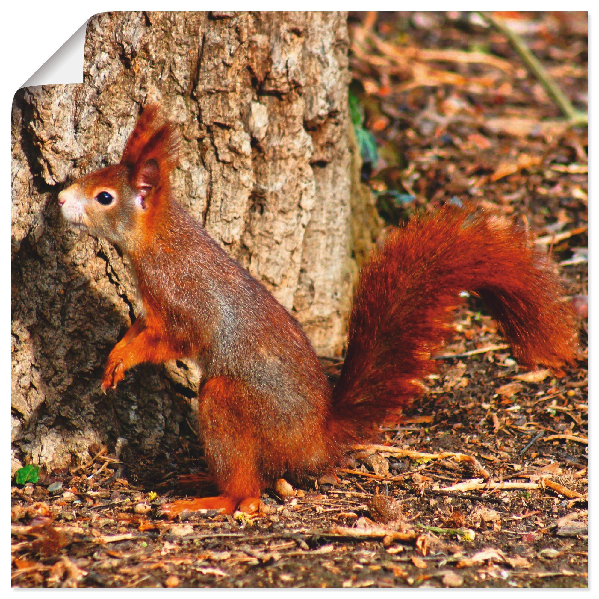 Artland Wandbild Rotes Eichhörnchen will hoch hinaus, Wildtiere (1 St), als Alubild, Leinwandbild, Wandaufkleber oder Poster in versch. Größen
