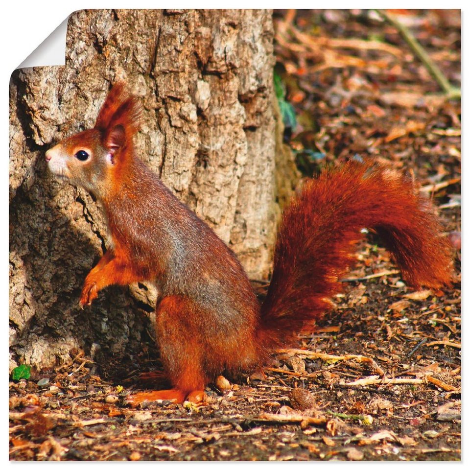 Größen Wildtiere Artland Eichhörnchen St), (1 Alubild, als hoch Wandaufkleber hinaus, in oder Leinwandbild, Wandbild Poster Rotes versch. will