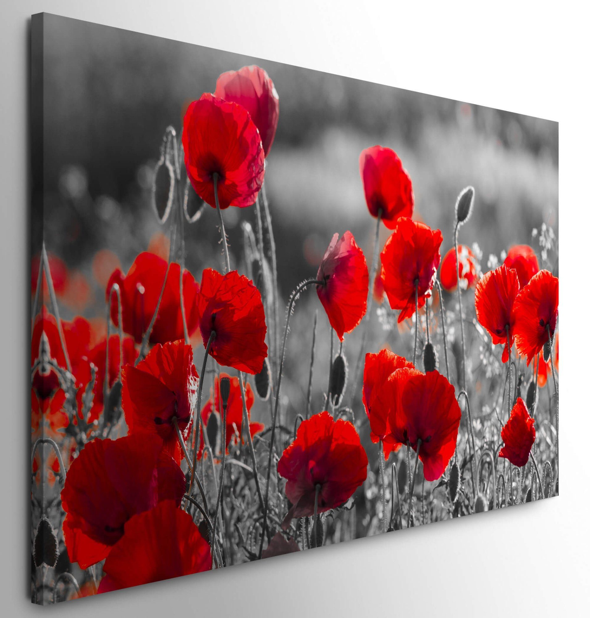 möbel-direkt.de Leinwandbild Bilder XXL Mohnblumen in günstig online kaufen