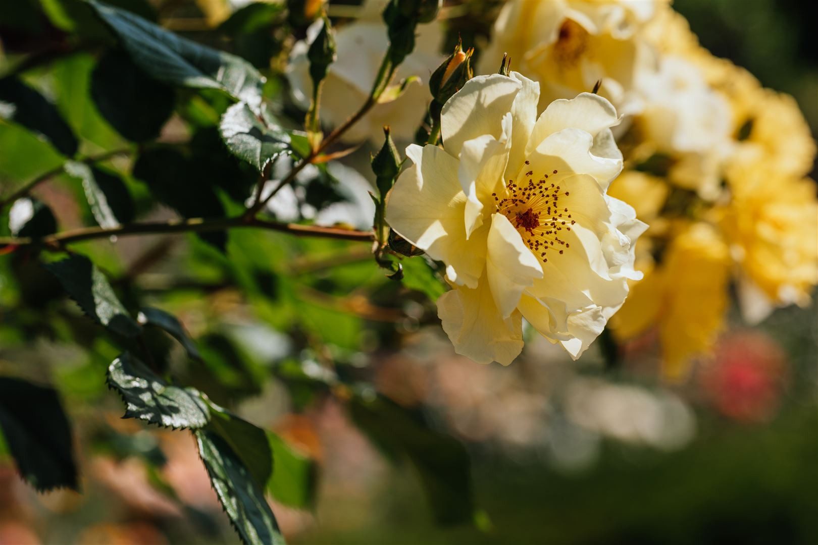 Pflanzen für Dich Rose Rosa Frühlingsgold
