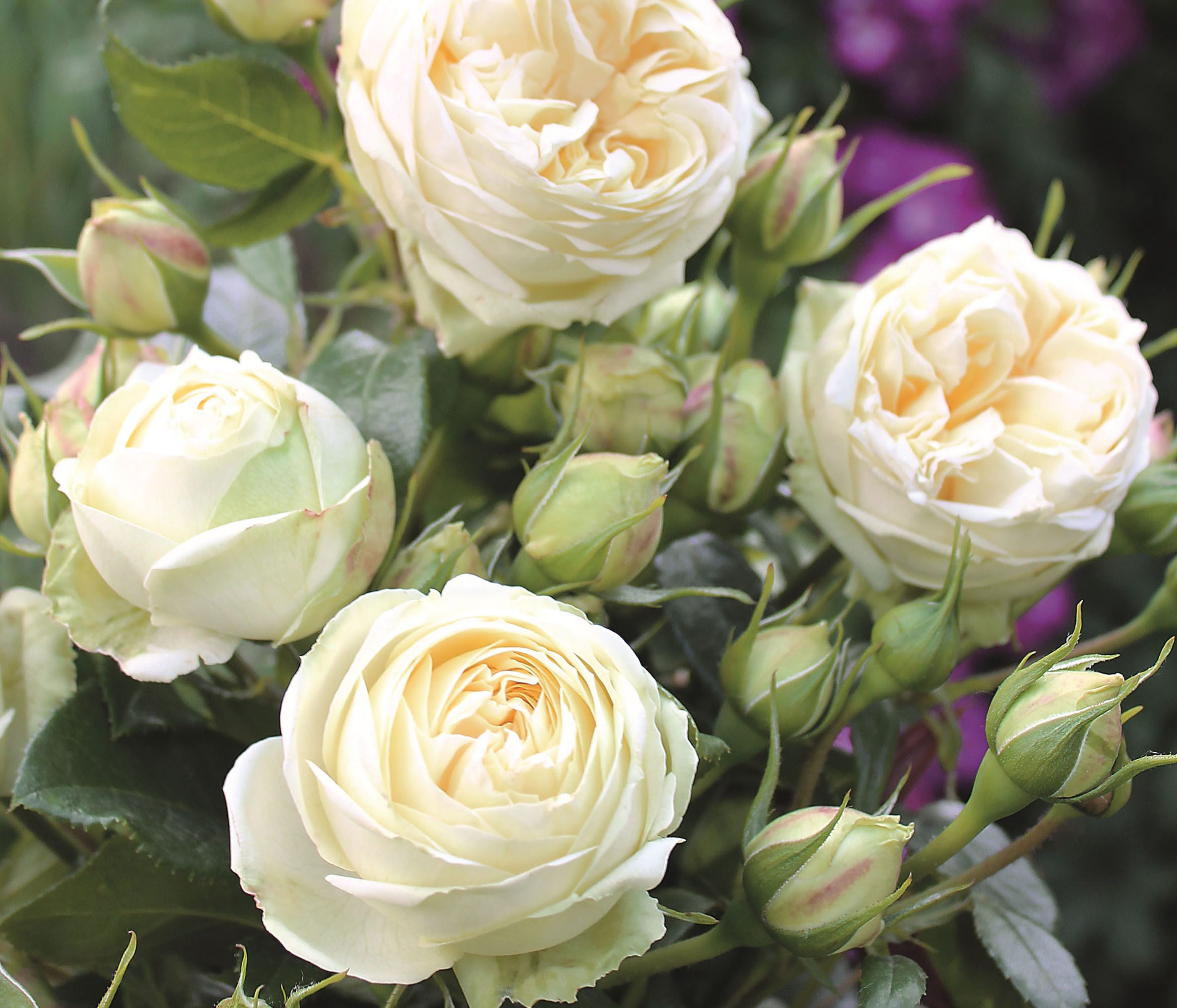 Dehner Rose Nostalgie®-Edelrose Wedding Piano®, 15-30 cm, gefüllte cremeweiße Blüten, Züchter Tantau