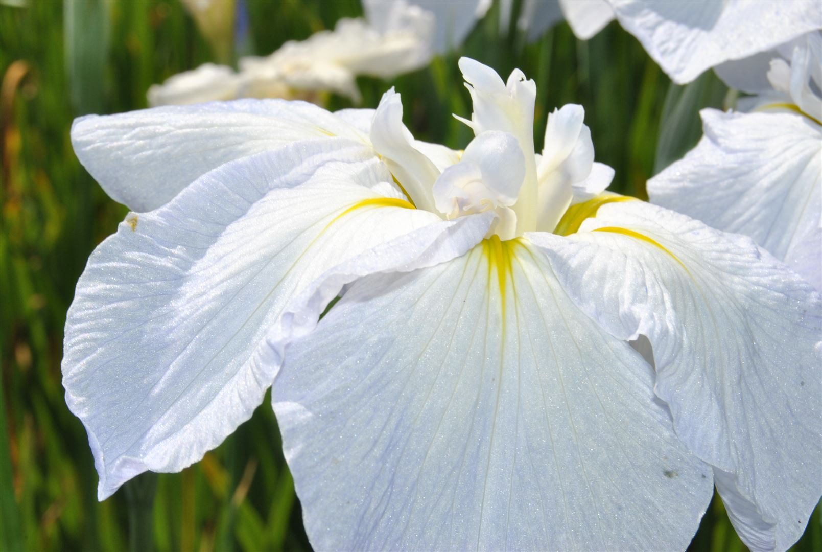 Pflanzen für Dich Staude Iris sibirica Snow Queen, 1 St., Sibirische Schwertlilie