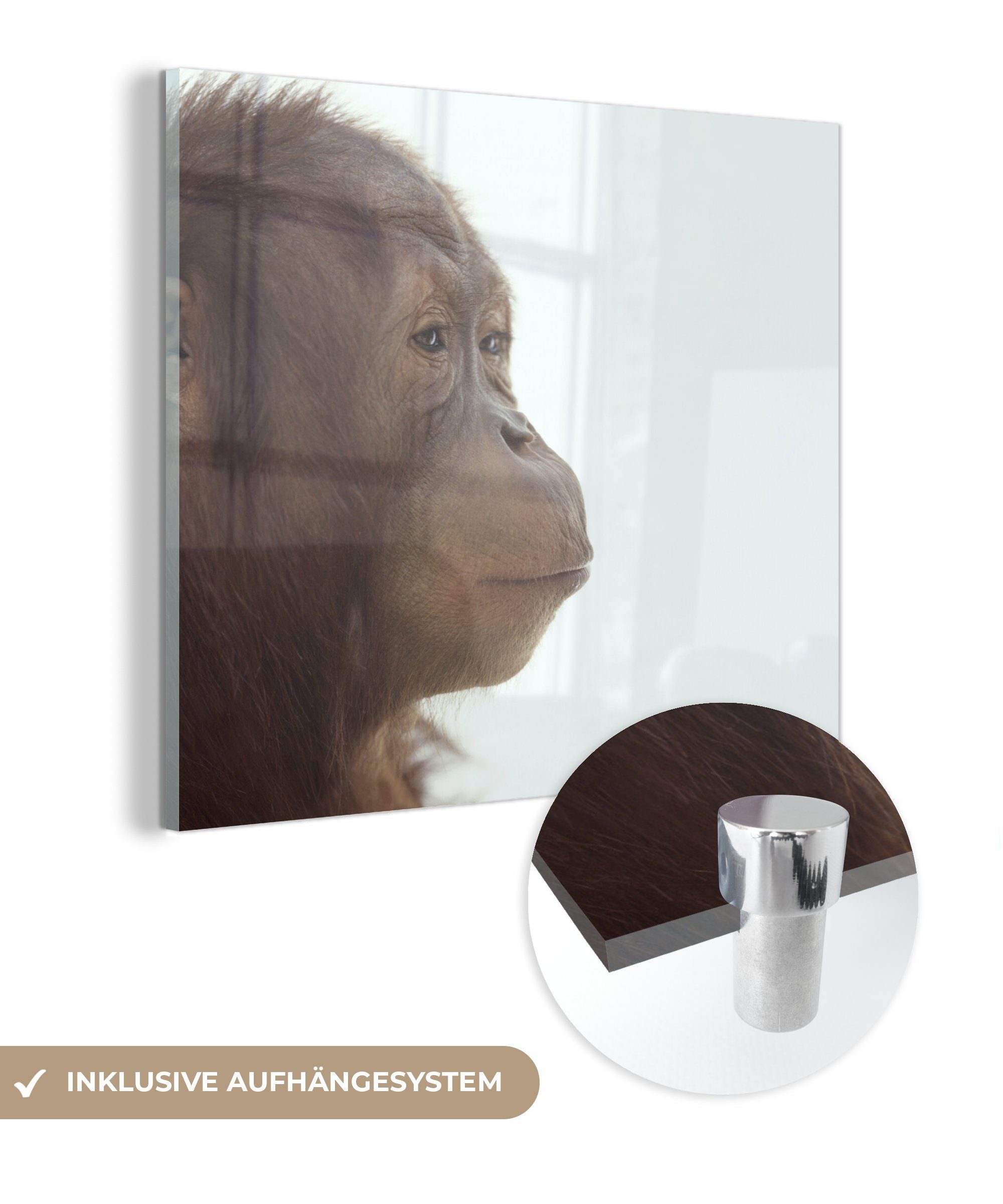 MuchoWow Acrylglasbild Der denkende Orang-Utan, (1 St), Glasbilder - Bilder auf Glas Wandbild - Foto auf Glas - Wanddekoration