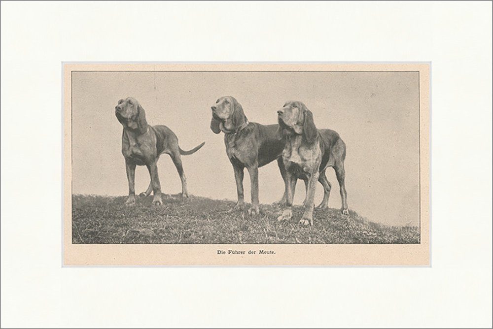 Kunstdruck Die Führer der Meute Hunde Rassen Tiere Jagdhunde Zucht Rudel F_Vintag