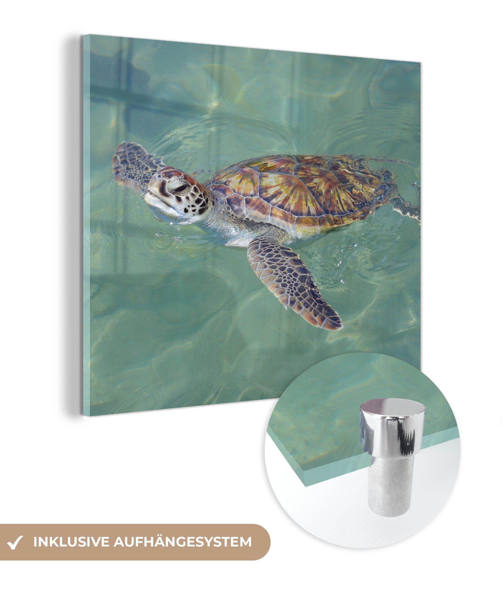 MuchoWow Acrylglasbild Schildkröte schwimmt im Wasser, (1 St), Glasbilder - Bilder auf Glas Wandbild - Foto auf Glas - Wanddekoration