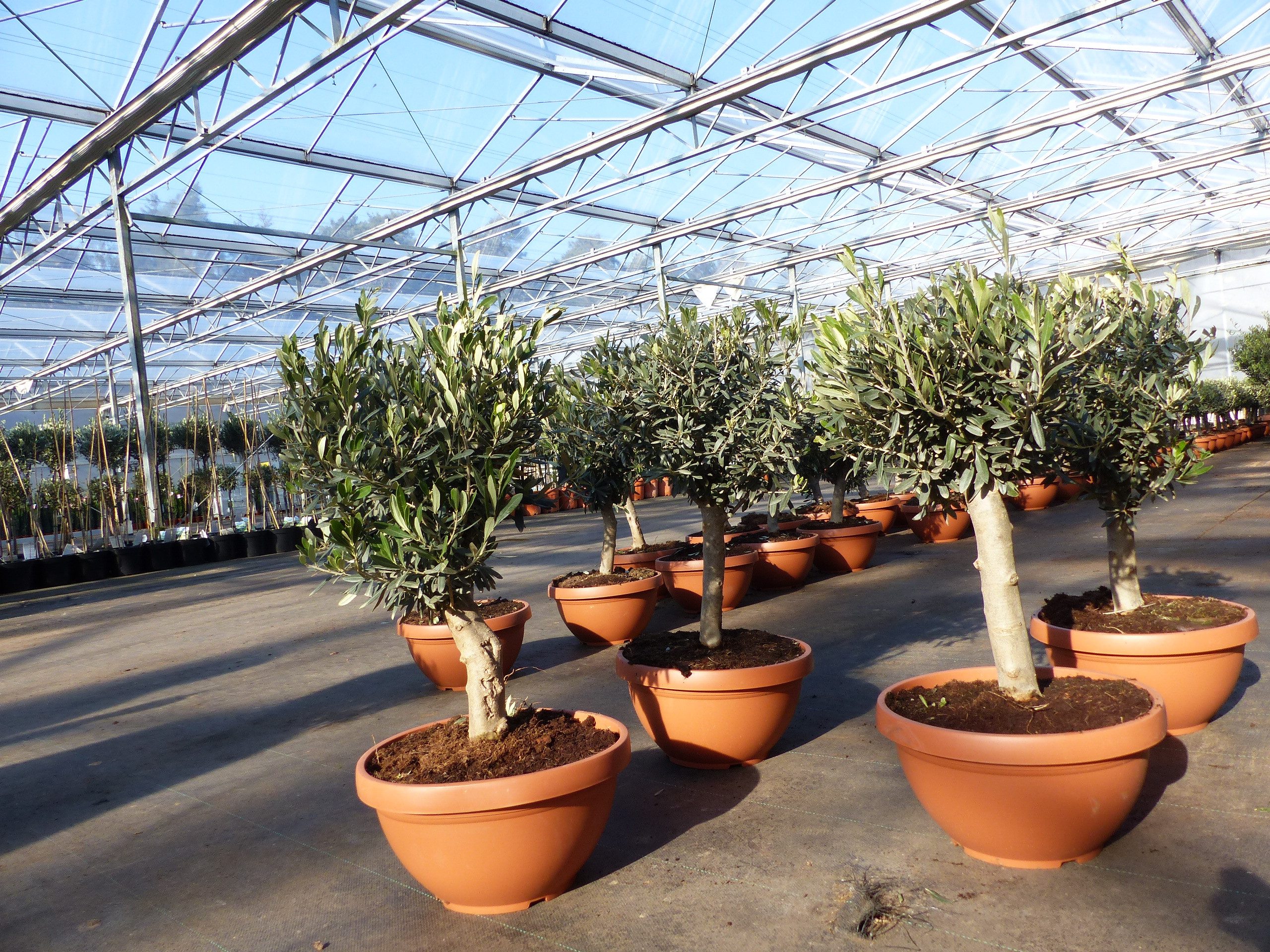 gruenwaren jakubik Olivenbaum