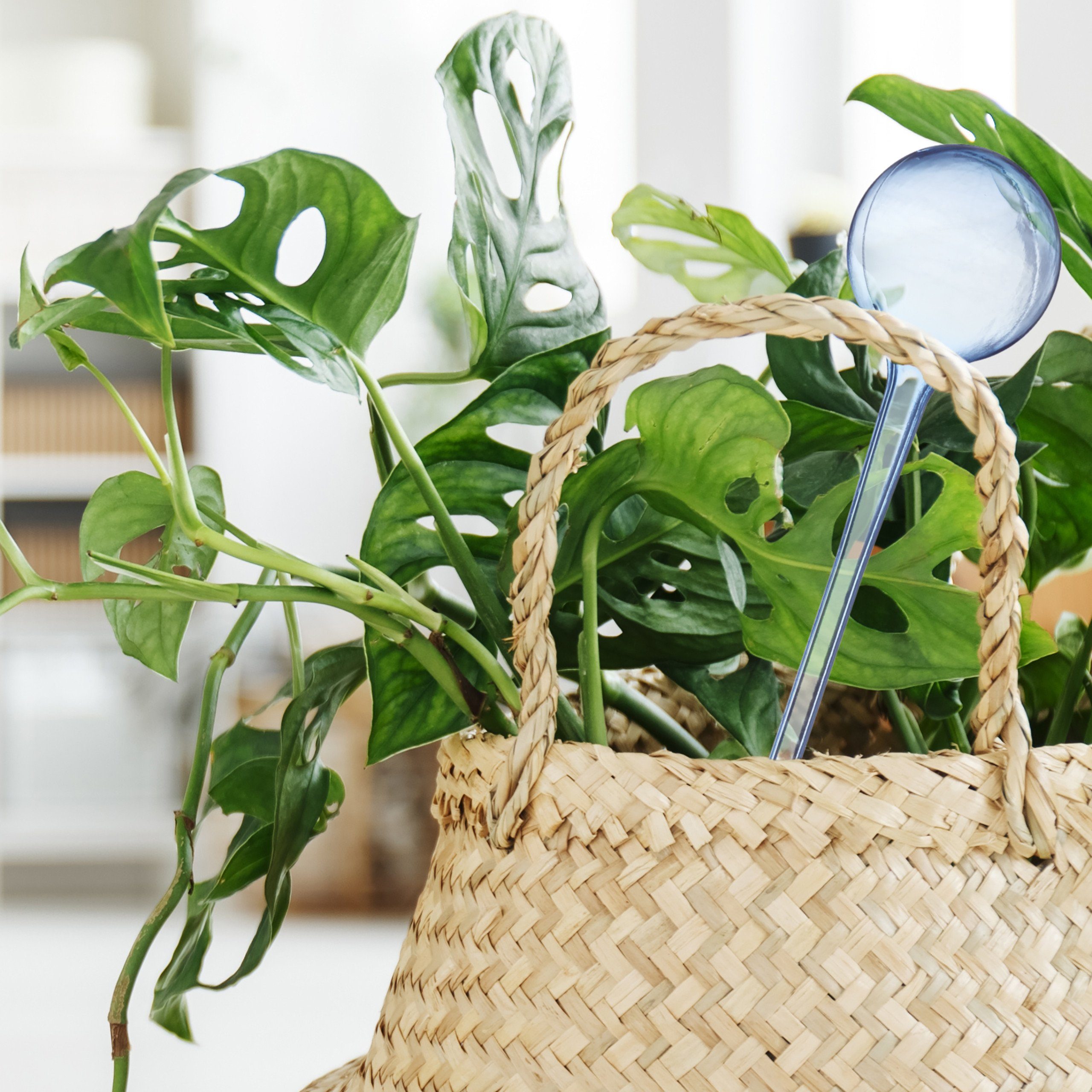 relaxdays Dripper 12 x Watering Globes Transparent