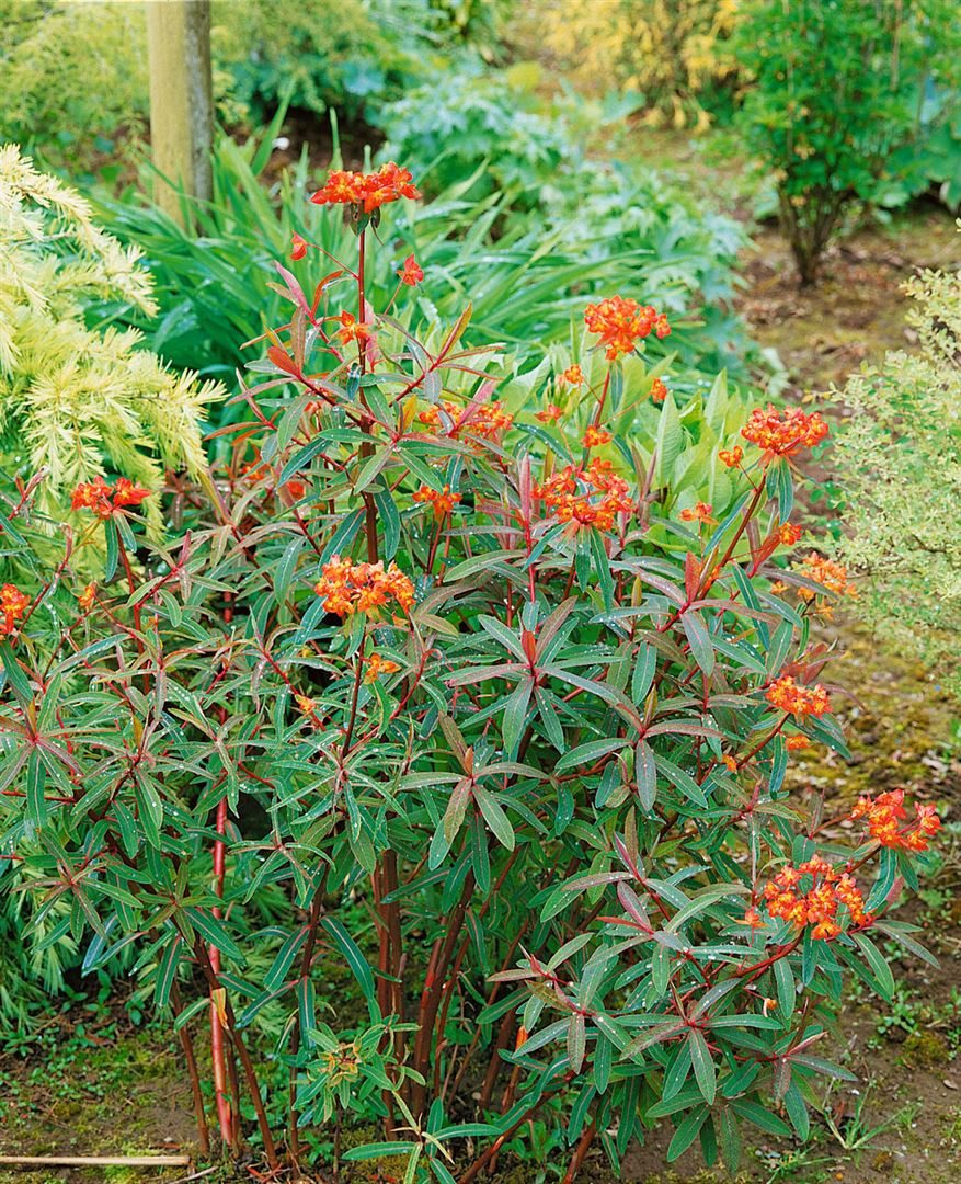 Pflanzen für Dich Staude Euphorbia griffithii Dixter, 1 St., Griffiths-Wolfsmilch, Feuer-Wolfsmilch
