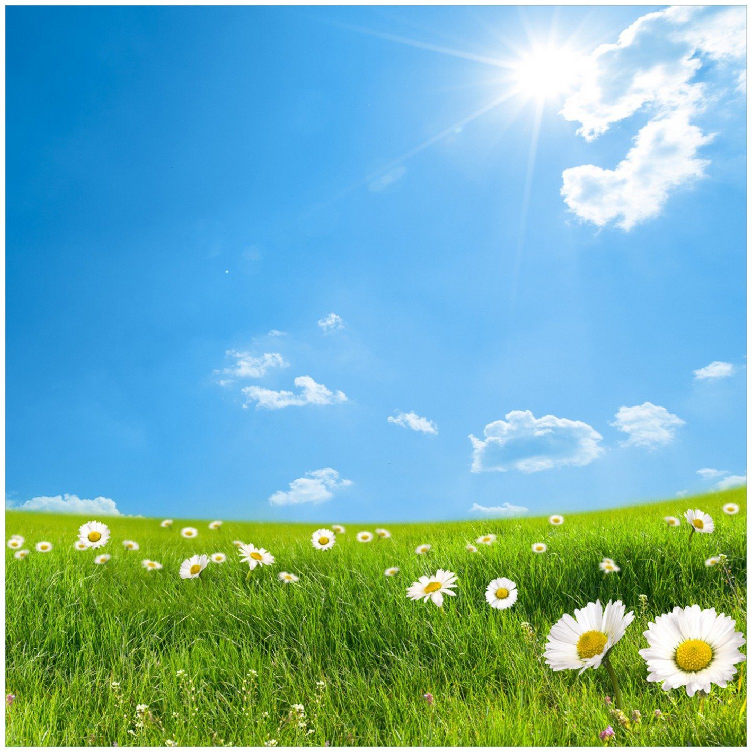 Wallario Memoboard Sommerwiese - Weiße Gänseblümchen vor blauem Himmel