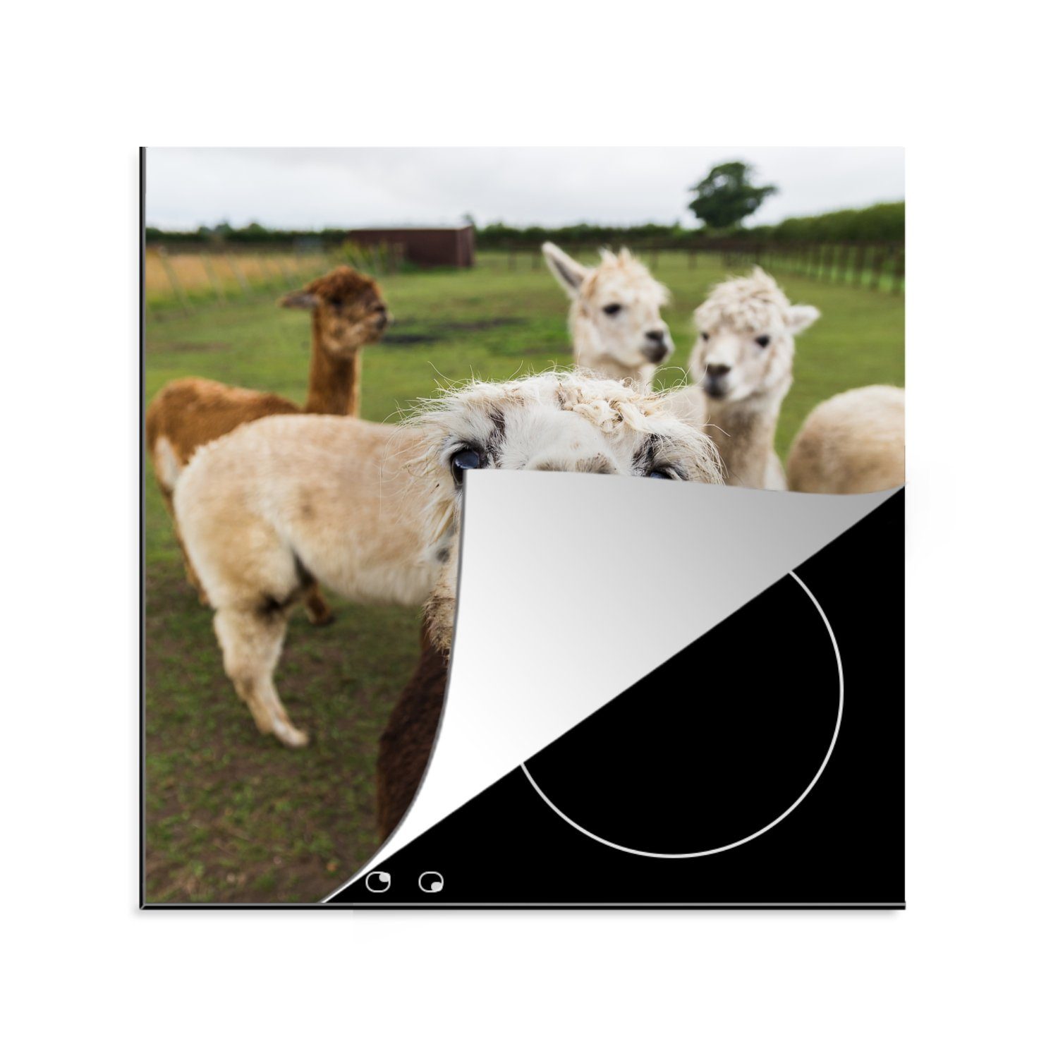 MuchoWow Herdblende-/Abdeckplatte Lama - Selfie - Gras, Vinyl, (1 tlg), 78x78 cm, Ceranfeldabdeckung, Arbeitsplatte für küche