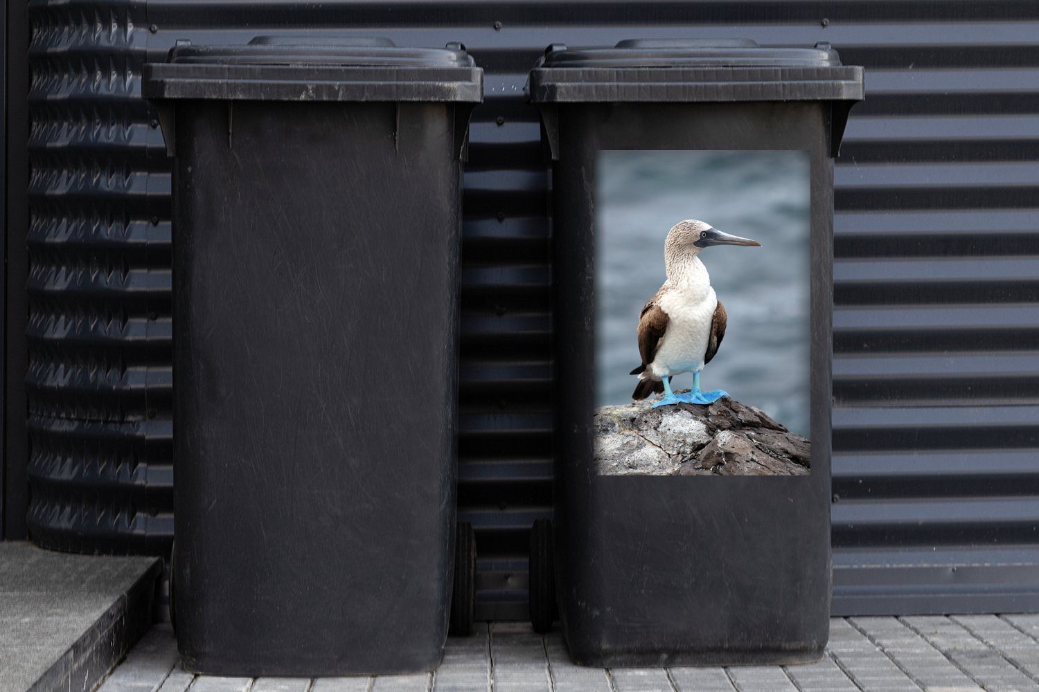 Container, MuchoWow Galapagosinseln (1 Wandsticker Mülltonne, auf Seitenansicht den Mülleimer-aufkleber, Abfalbehälter St), Blaufußtölpel Sticker,