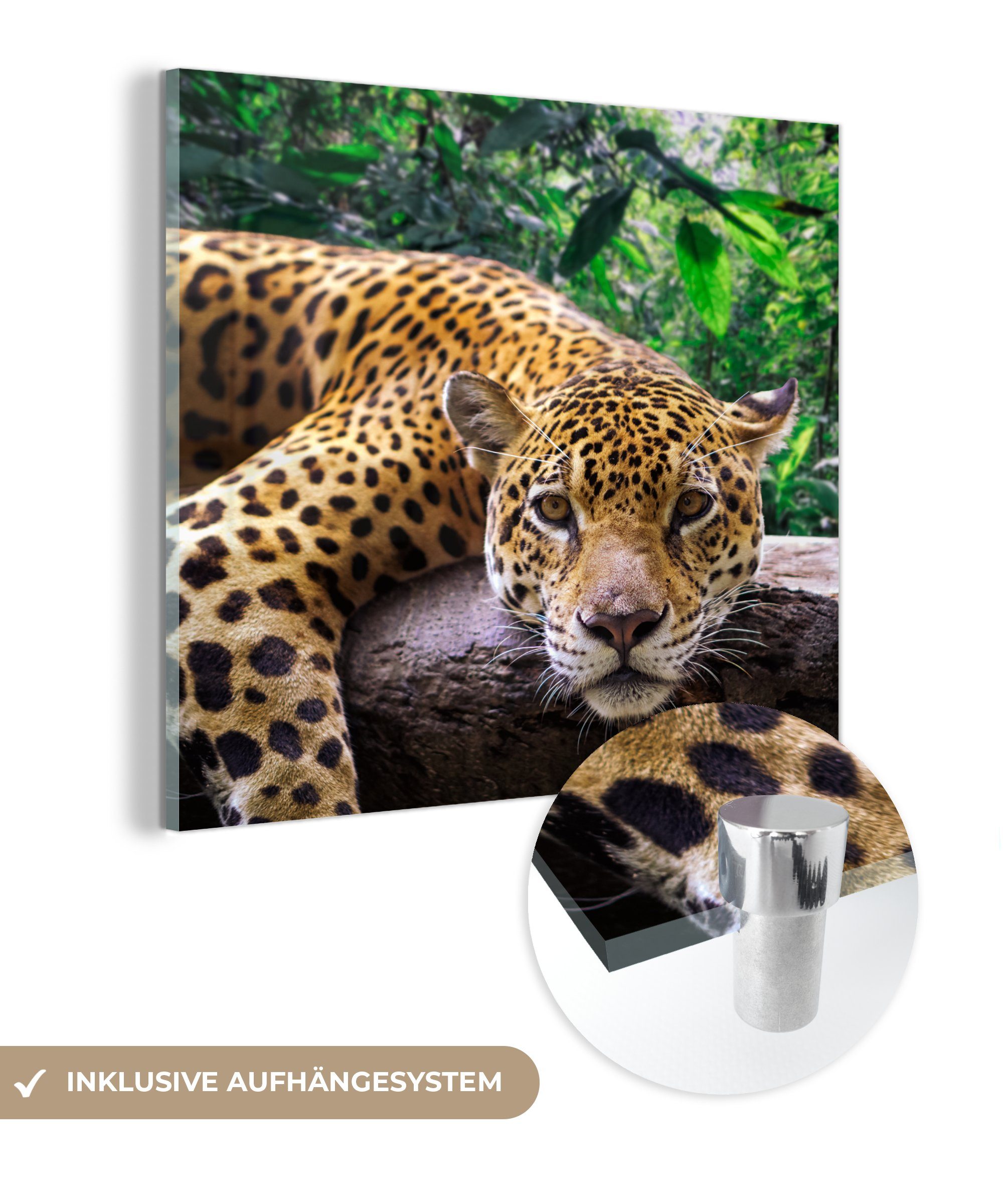MuchoWow Acrylglasbild Jaguar ruht, (1 St), Glasbilder - Bilder auf Glas Wandbild - Foto auf Glas - Wanddekoration
