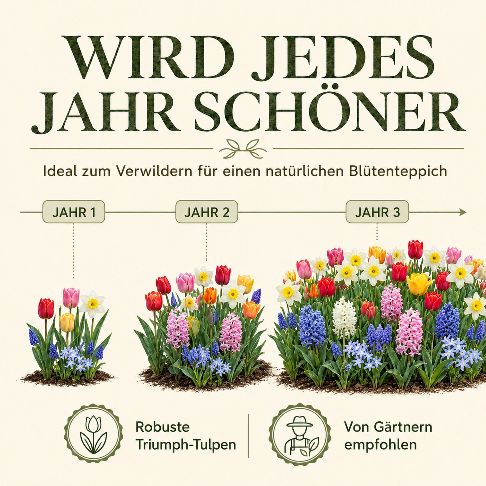 HappySeed Blumenzwiebeln 50 Stk, Tulpen & Frühlingsblüher, verschiedene Sorten, (Frühlingsmischung, 50-St), Frühlingsmischung – Bild 5 von 5