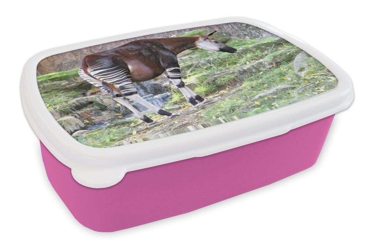 Okapi Erwachsene, Kinder, rosa für Lunchbox Snackbox, Brotdose (2-tlg), Mädchen, Kunststoff in Kunststoff, MuchoWow freier Brotbox Wildbahn,
