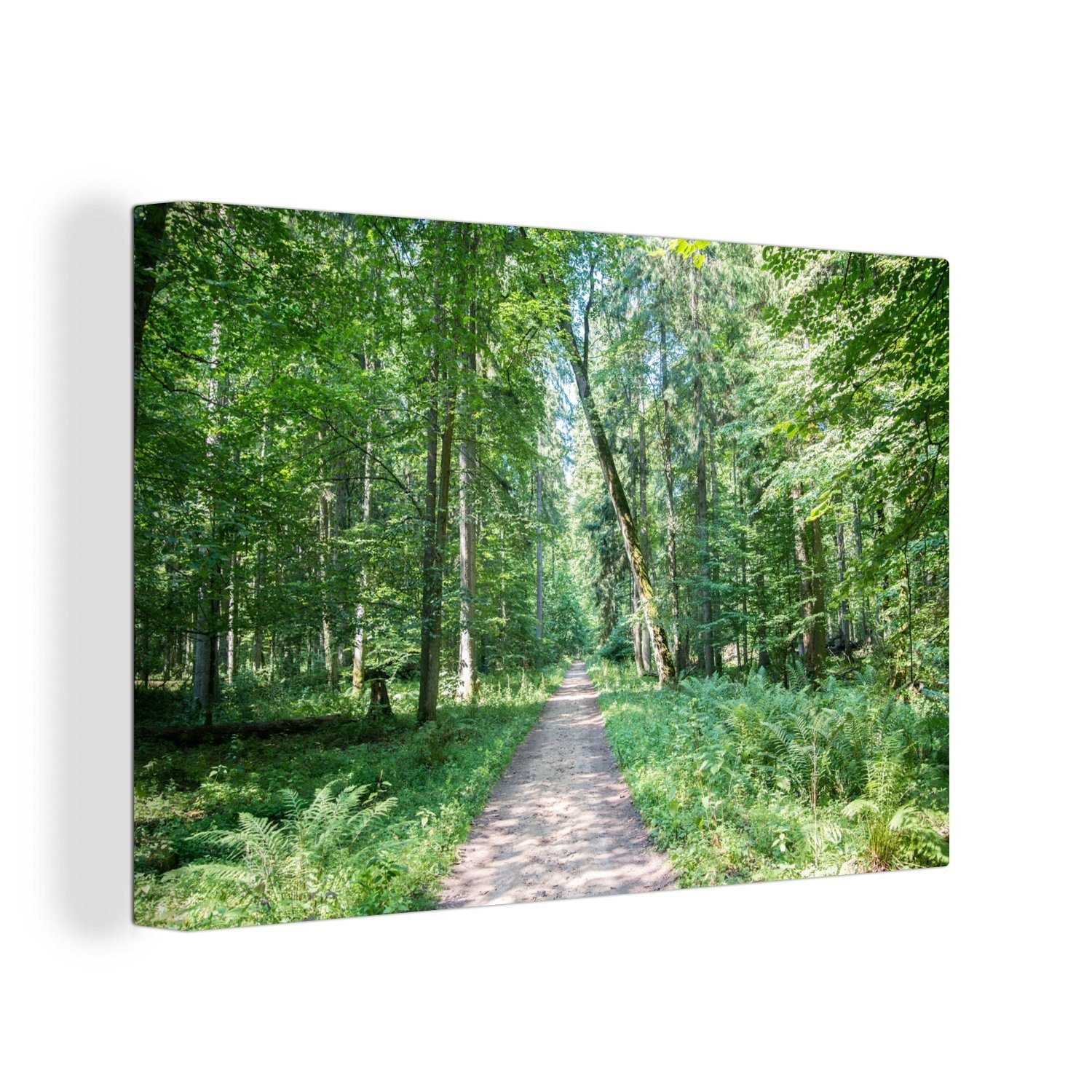 OneMillionCanvasses® Leinwandbild Ein Weg durch den Białowieża-Wald im polnischen Nationalpark, (1 St), Wandbild Leinwandbilder, Aufhängefertig, Wanddeko, 30x20 cm