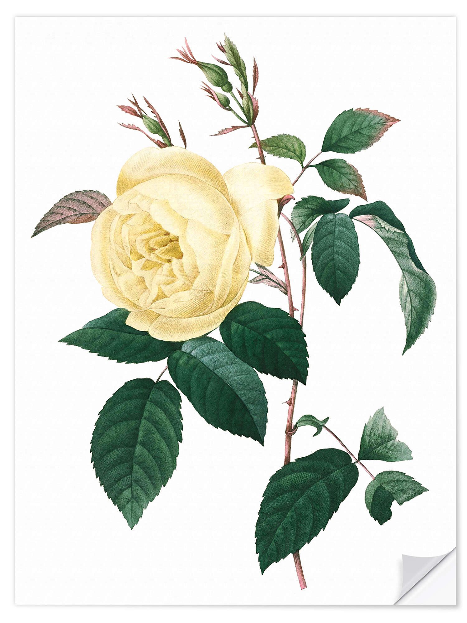 Posterlounge Wandbild Rosa indica, Pierre Joseph günstig online kaufen