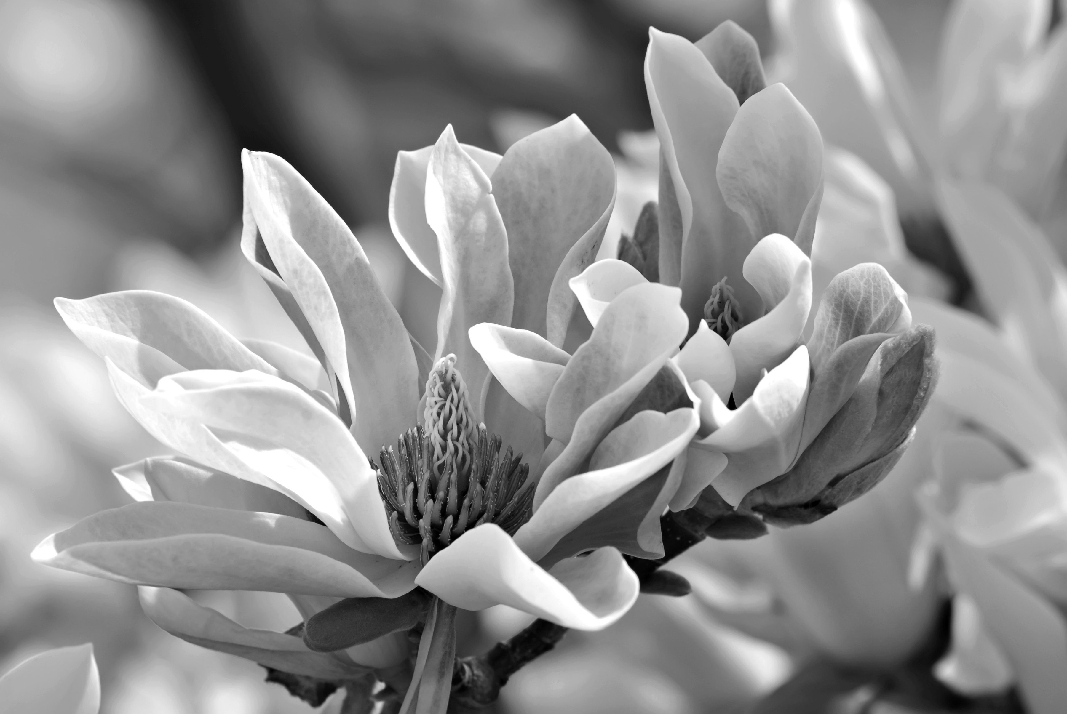 Papermoon Fototapete Blume Schwarz & Weiß