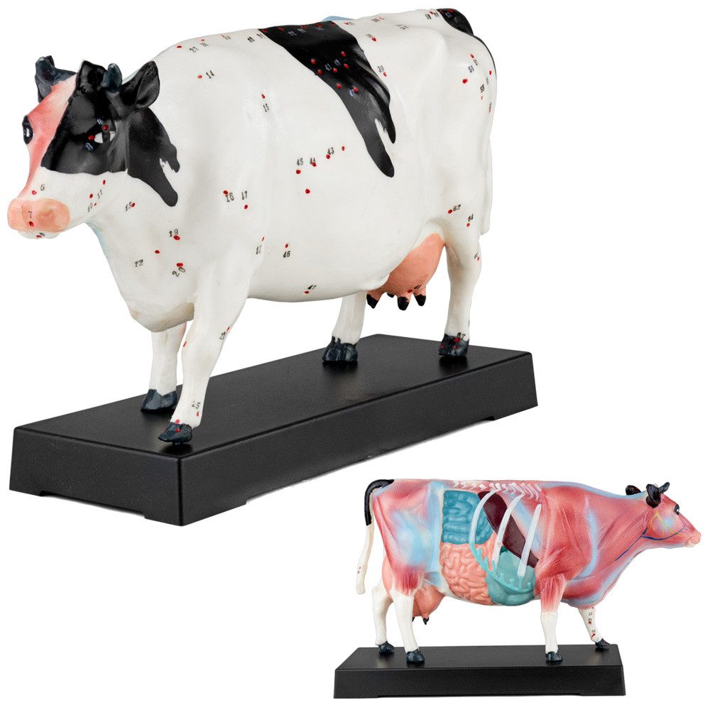 MedMod Dekoobjekt Akupunktur Anatomie Figur TCM Modell Kuh Rind Muskelmodell