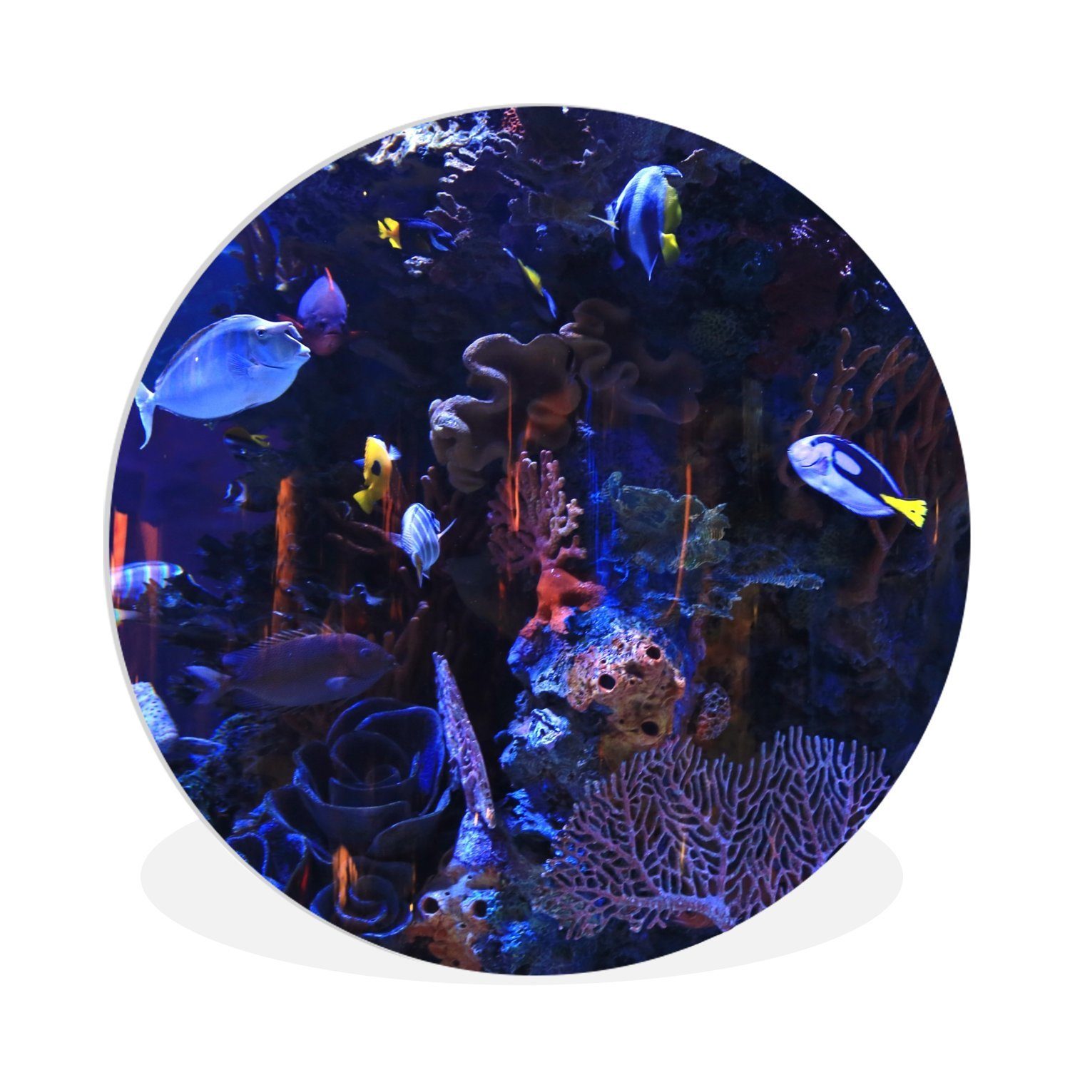 MuchoWow Gemälde Tropisches Meerwasseraquarium, (1 30x30 Forex, Wandbild, St), cm Rundes Wanddekoration Kreis Wohnzimmer