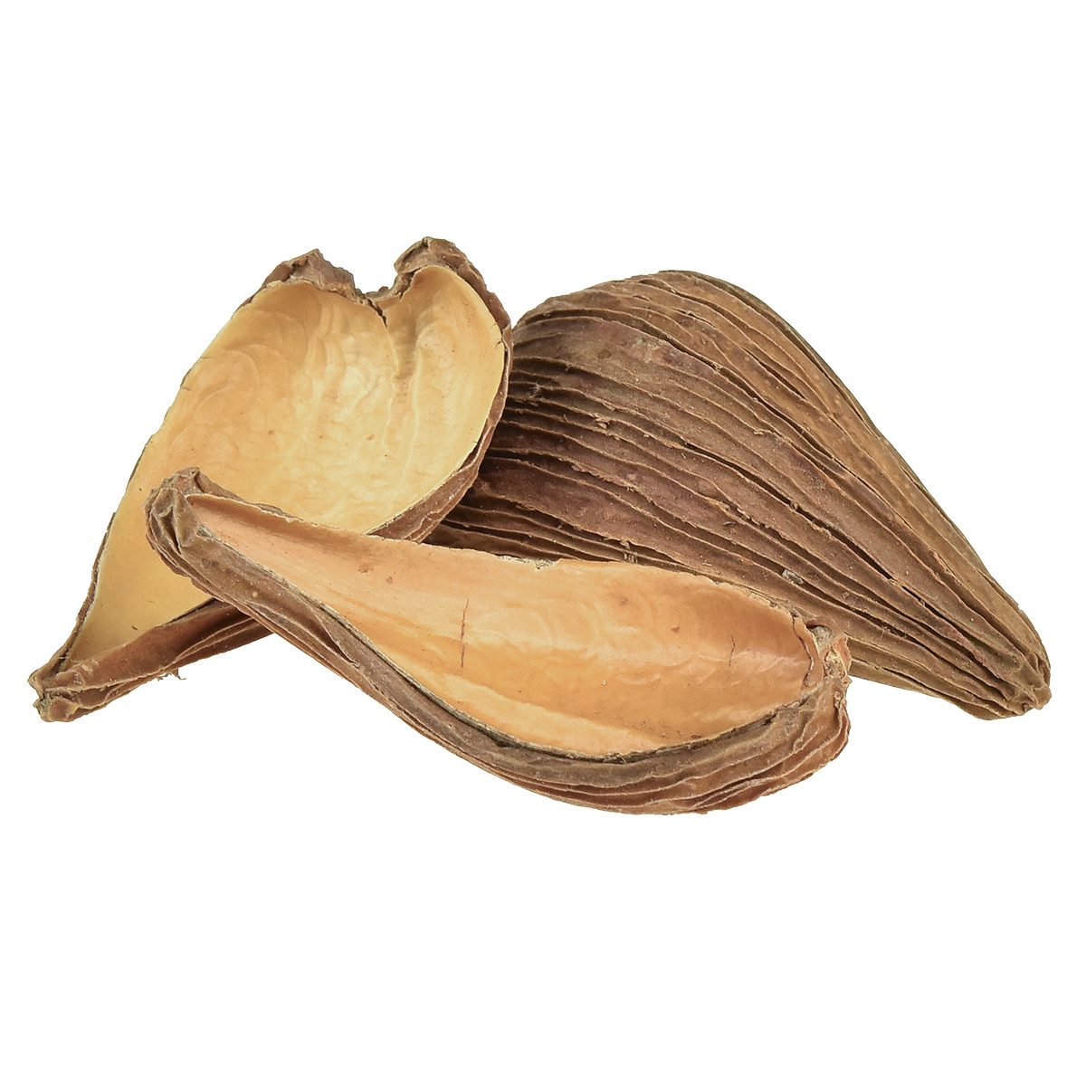 Trockenblume Natürliche Samenkapseln Deko Schoten Braun 50 St 9-12 cm, Vian günstig online kaufen