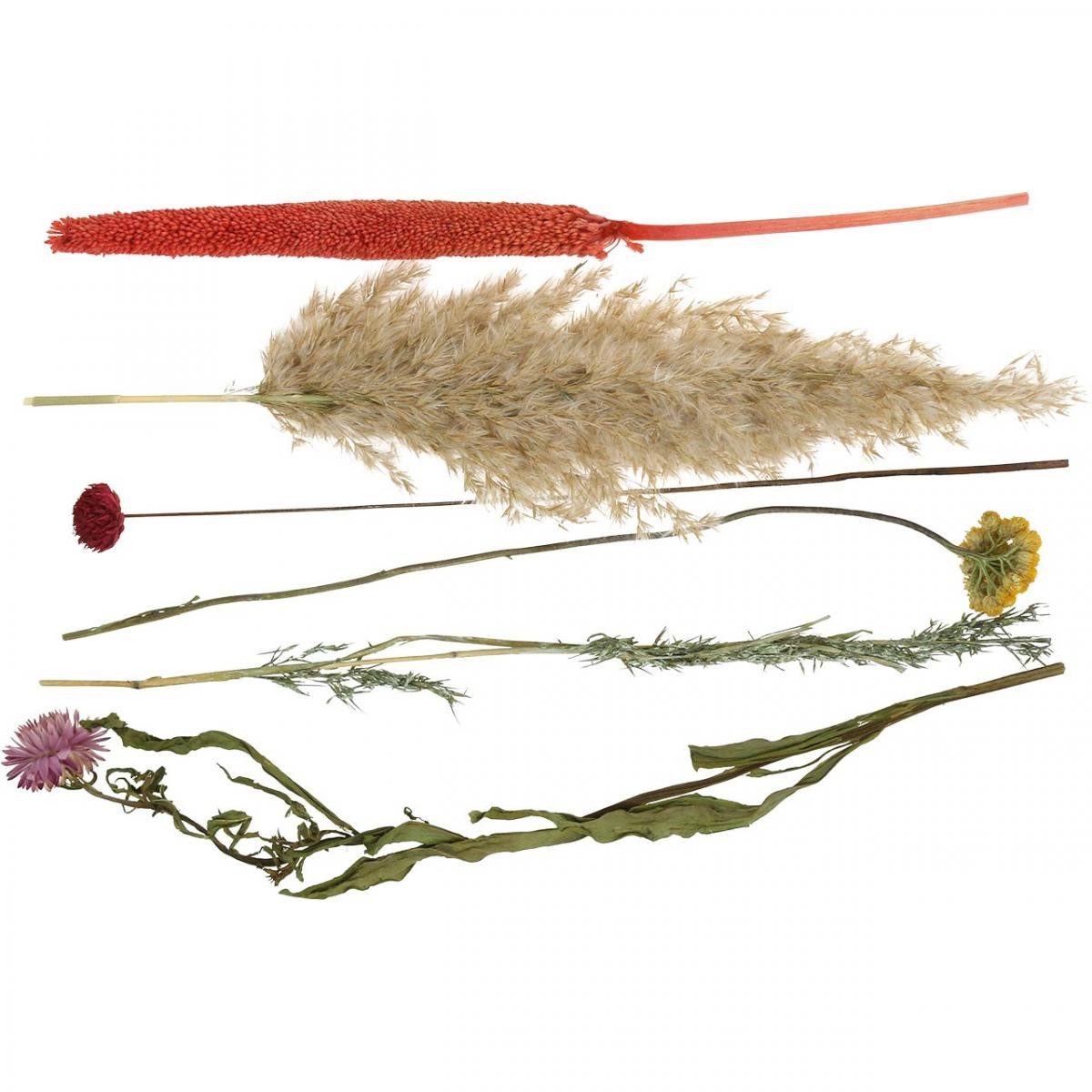 Trockenblume Trockenblumenstrauß DIY Set mit Gräsern und Blumen für edle, DIJK, Höhe 35 cm