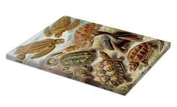 Posterlounge Leinwandbild Ernst Haeckel, Schildkröten, Chelonia (Kunstformen der Natur, 1899), Malerei