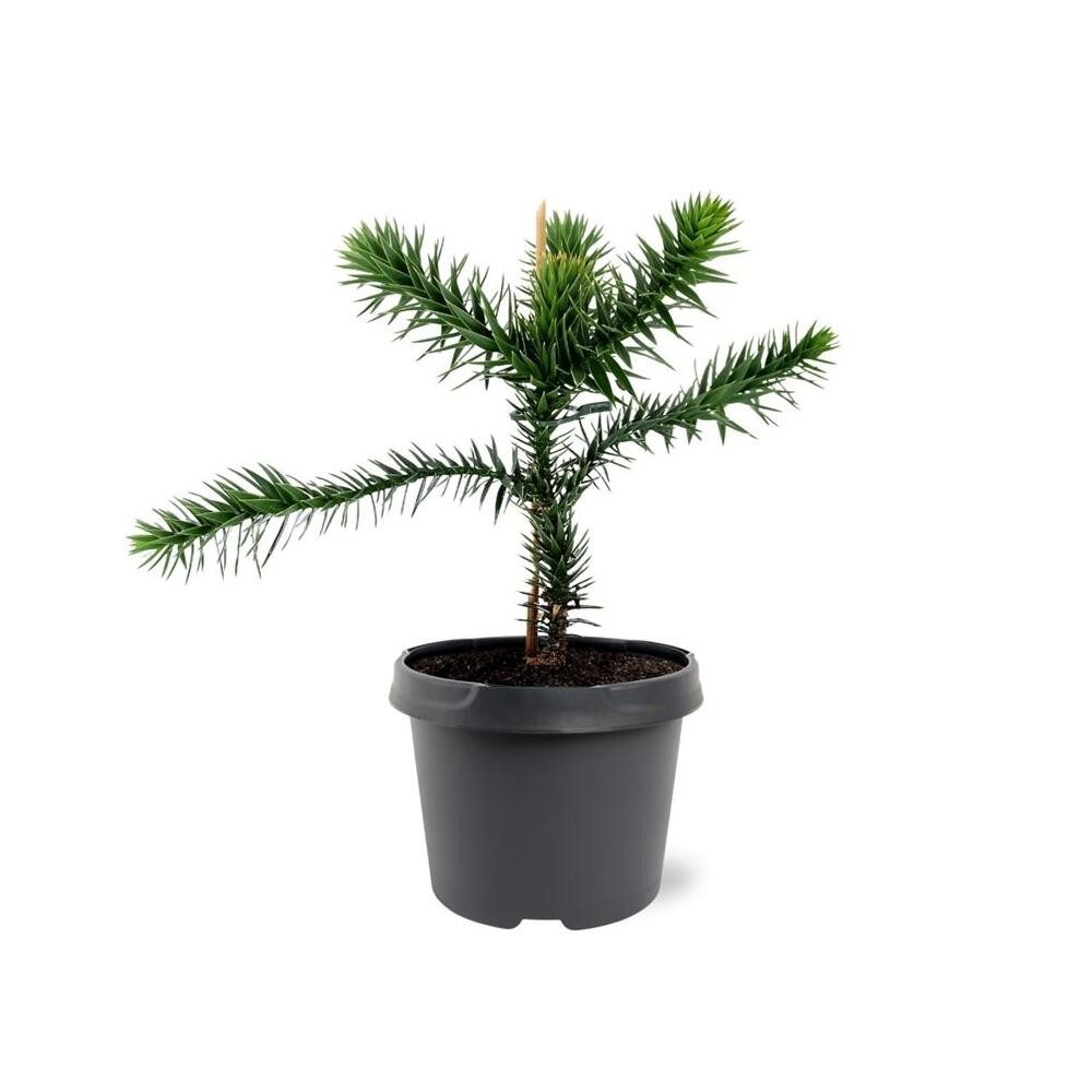 Exotenherz Gemüsepflanze Chilenische Schmucktanne Araucaria araucana Setzling im 19cm Topf