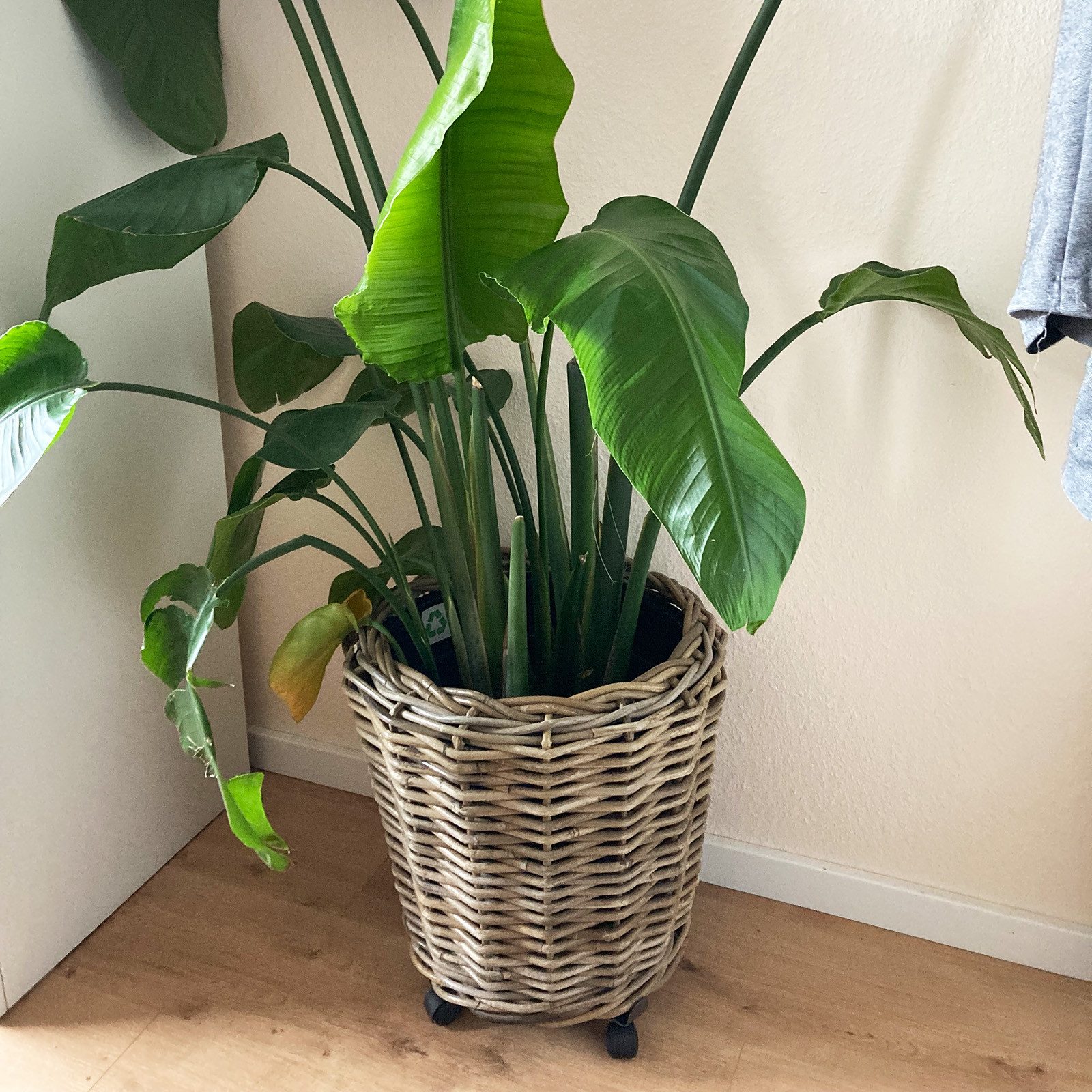 Van der Leeden Blumentopf Blumenkorb Pflanzkorb günstig online kaufen