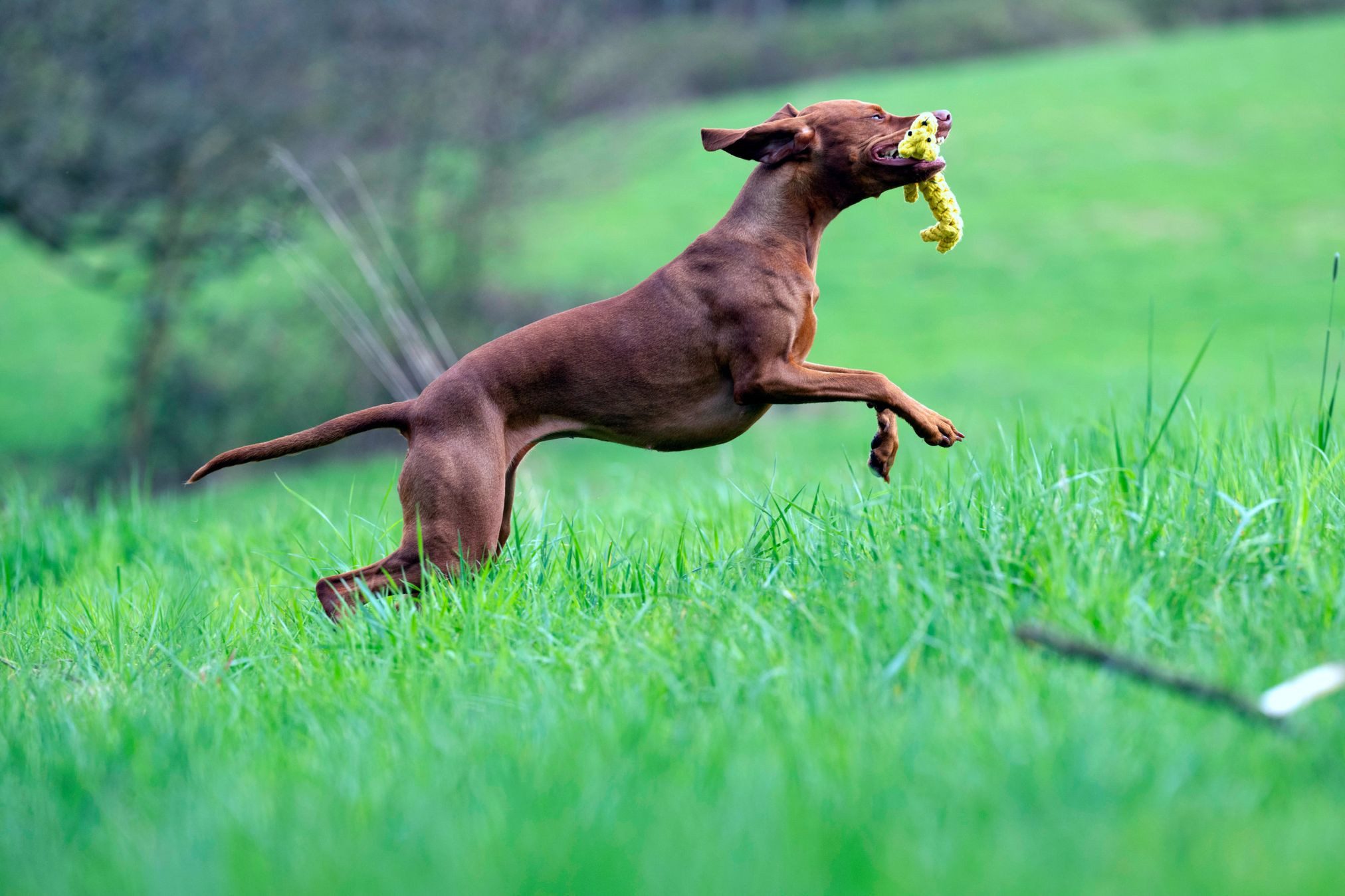 Laboni Outdoor-Spielzeug Laboni Hundespielzeug Greta Giraffe günstig online kaufen