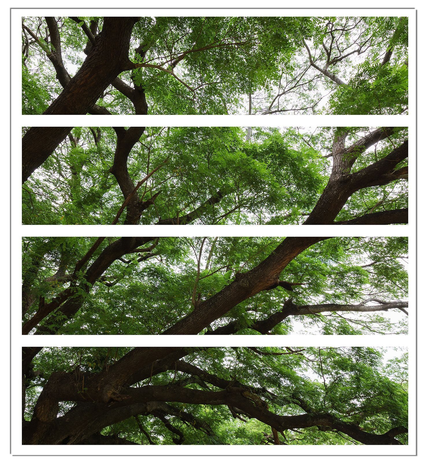 Wallario Möbelfolie Gigantischer Regenbaum von unten