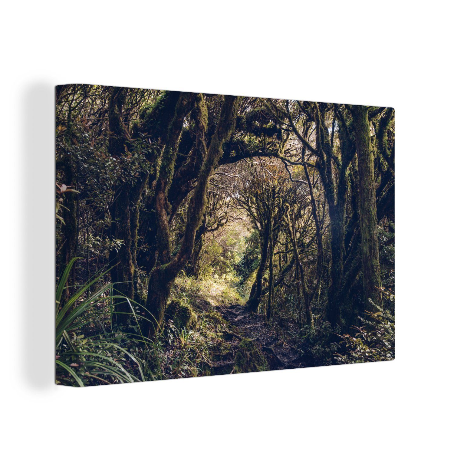 OneMillionCanvasses® Leinwandbild Wald im Egmont-Nationalpark in Ozeanien, (1 St), Wandbild Leinwandbilder, Aufhängefertig, Wanddeko, 30x20 cm