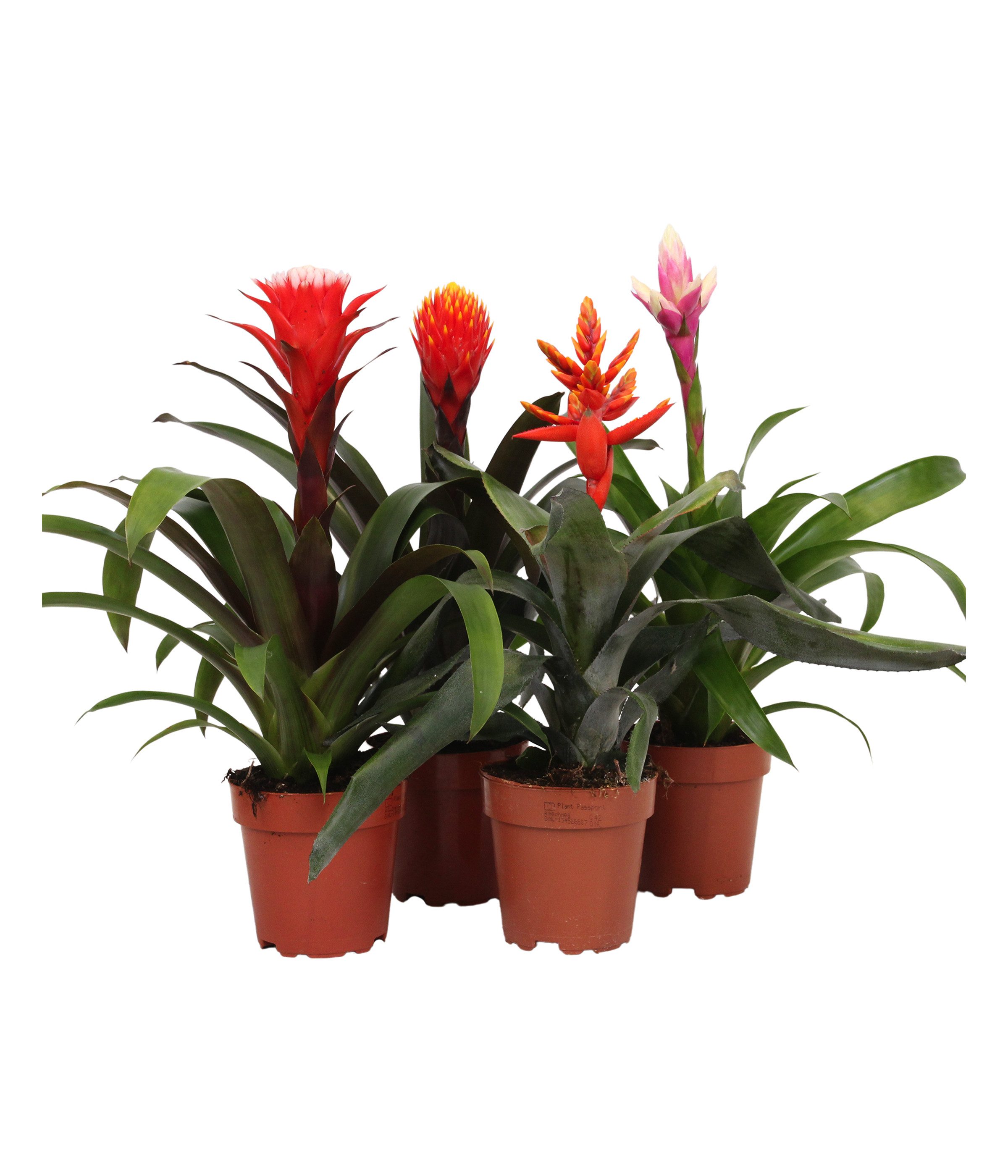 Dehner Zimmerpflanze Bromelien Pflanzenset, 4 Zimmerpflanzen, je ca. 35 cm, Ø Topf je 13 cm, mit 3 x Guzmanien, 1 x Lanzenrosette