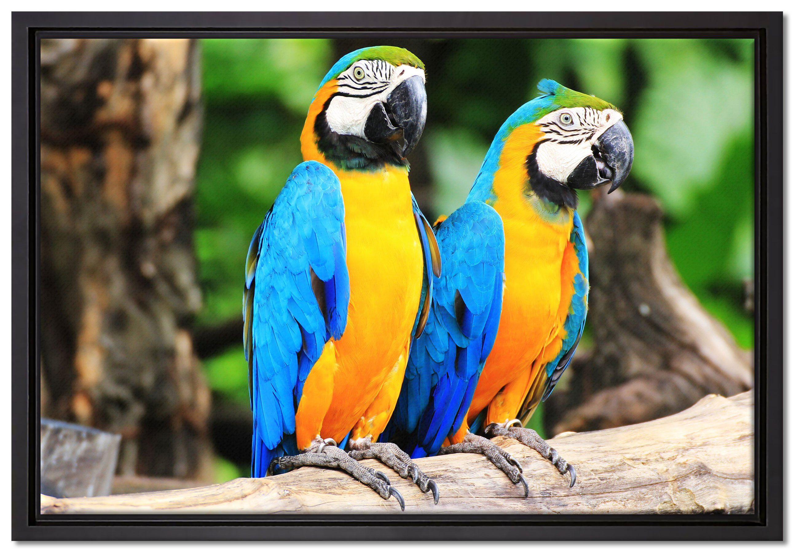 Pixxprint Leinwandbild Zwei Papageien, Wanddekoration (1 St), Leinwandbild fertig bespannt, in einem Schattenfugen-Bilderrahmen gefasst, inkl. Zackenaufhänger