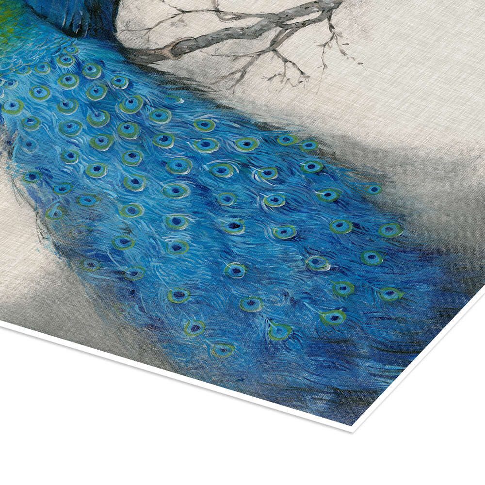 Posterlounge Wandbild Blauer Pfau I, Tim O'Toole, erhältlich als Poster, Leinwandbild, Wandsticker oder Acrylglasbild