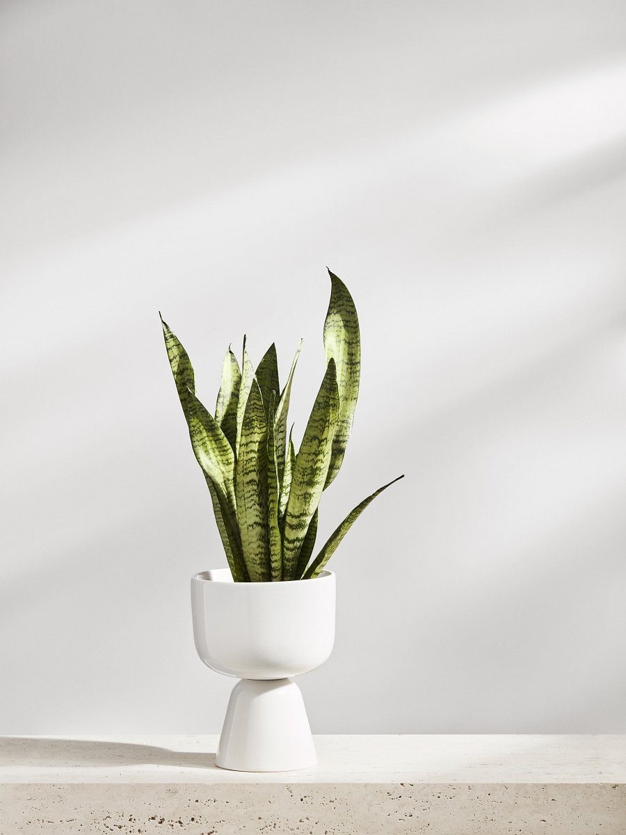 IITTALA Blumentopf Nappula