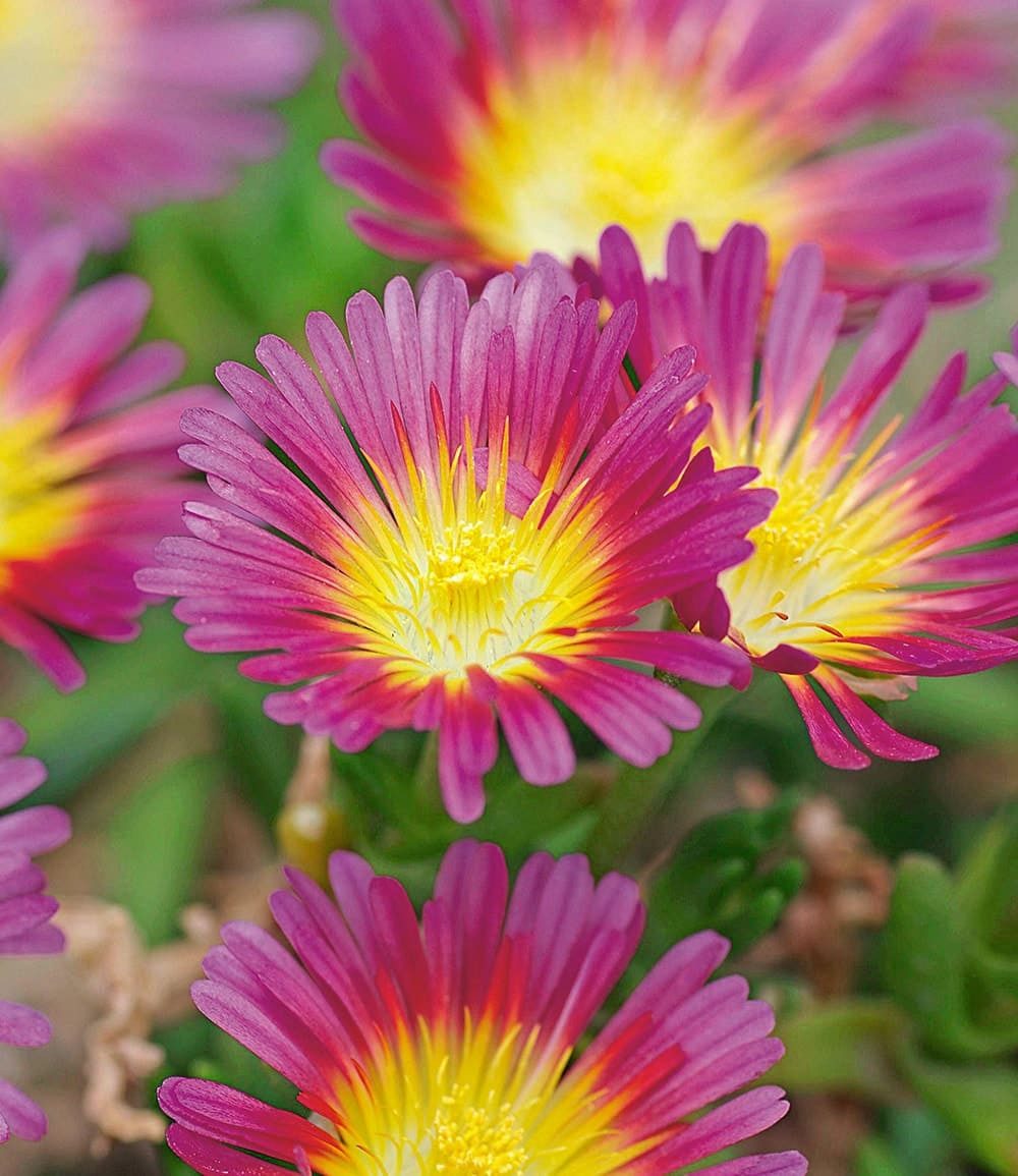 BALDUR Garten Bodendecker Winterharte Eisblumen 'Wheels of Wonder®' 5er Farbmix, 5 St., Mittagsblume, reichblühend, winterhart, mehrjährig, pflegeleicht