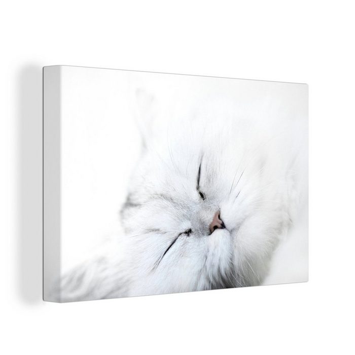 OneMillionCanvasses® Leinwandbild Katze - Weiß - Großaufnahme (1 St) Wandbild Leinwandbilder Aufhängefertig Wanddeko SY12495