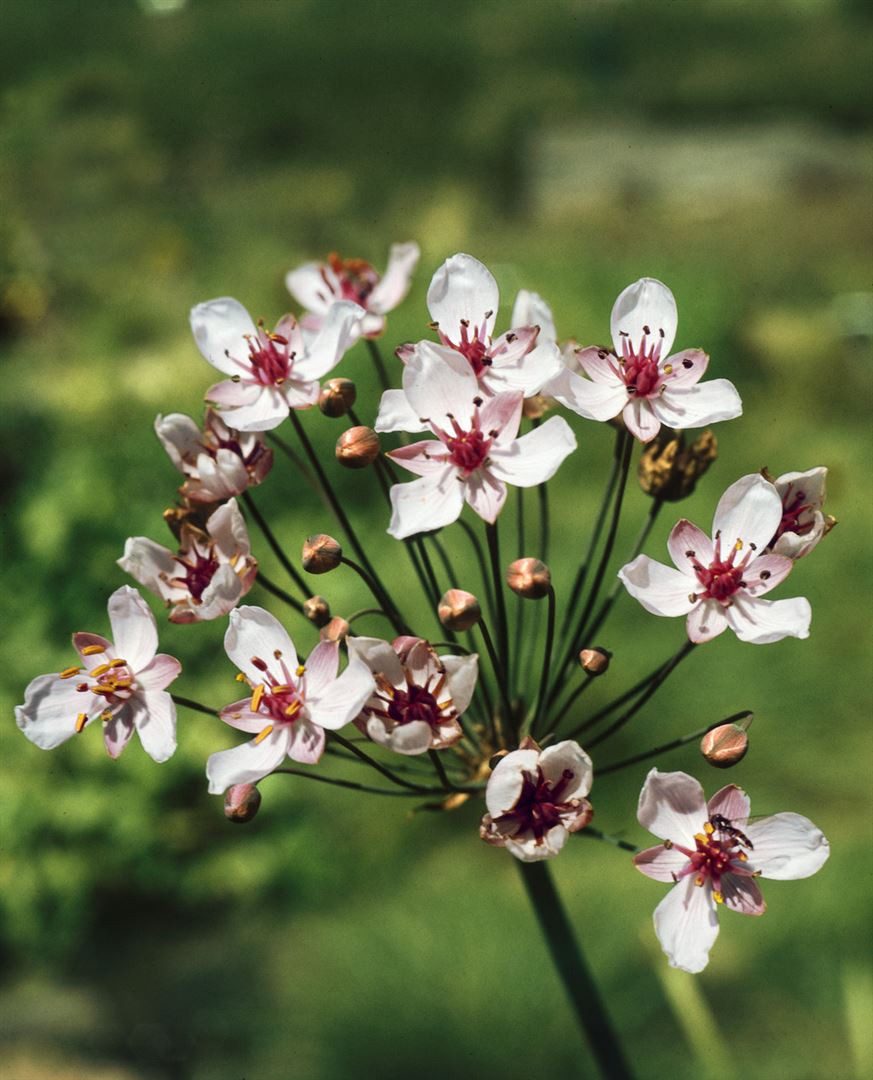 Pflanzen für Dich Staude Butomus umb. Schneeweißchen, 1 St., Doldensegge, Schwanenblume