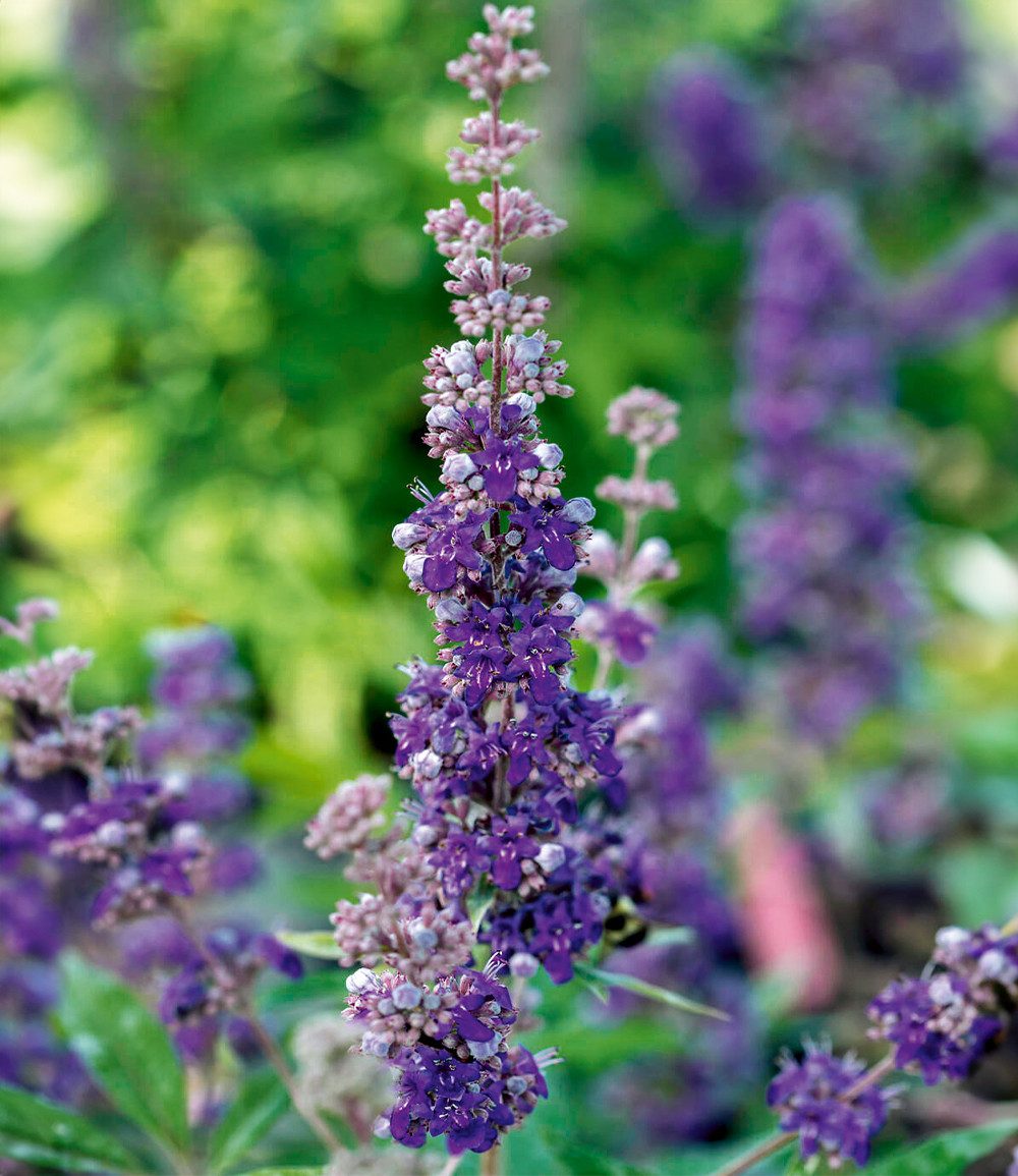 BALDUR Garten Zierstrauch Mönchspfeffer 'Queen Bee®', 2 St., Sommerflieder,winterhart, lange Blütezeit, pflegeleicht – Bild 2 von 3
