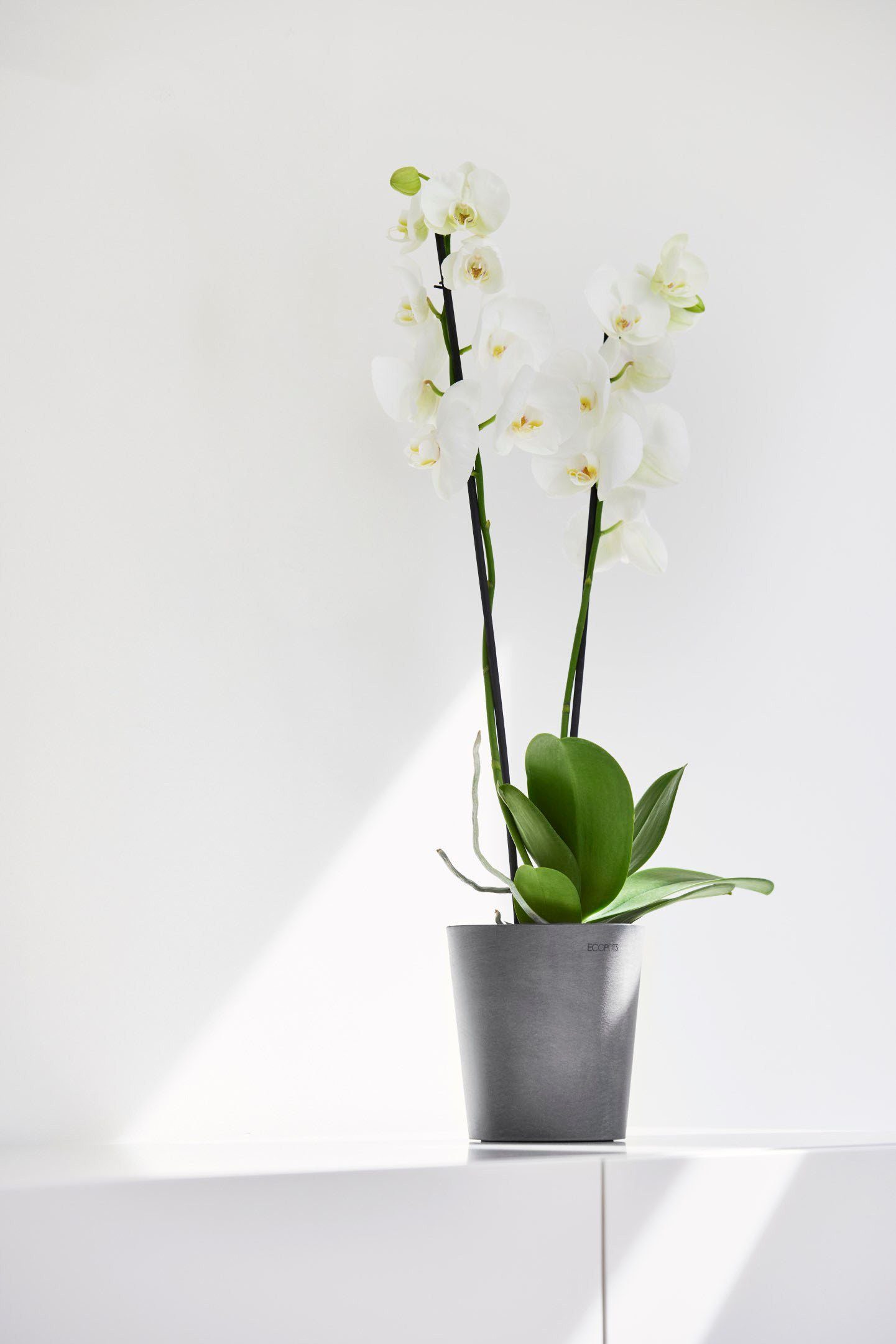 Ecopots Orchideentopf Morinda Dunkelgrau 14 cm günstig online kaufen