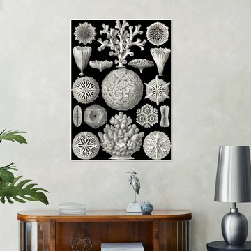 Posterlounge Poster Ernst Haeckel, Sechsstrahlige Blumentiere, Hexacorallia (Kunstformen der Natur, 1899), Malerei