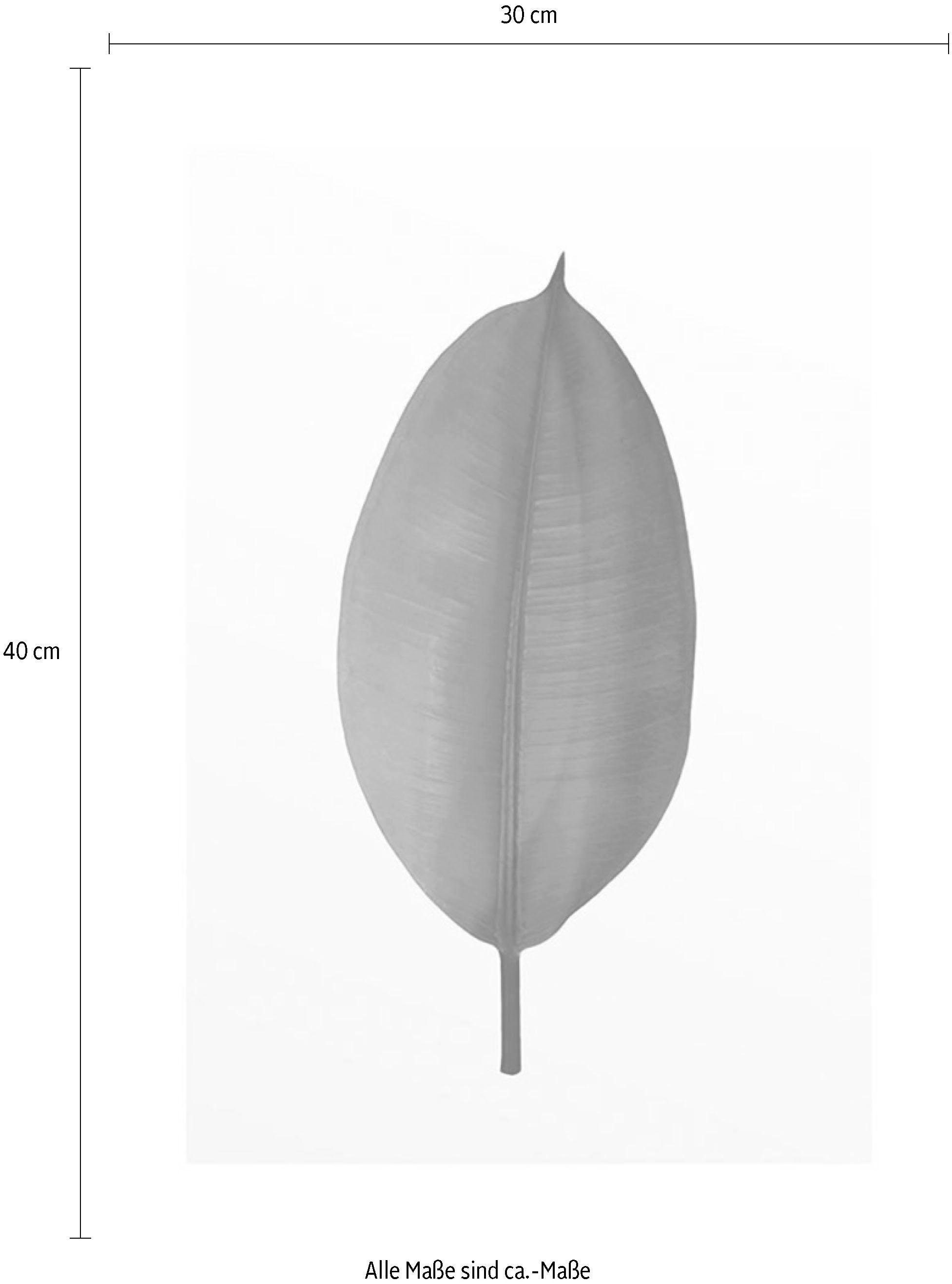 Komar Bild Ficus Leaf, Blätter, Pflanzen (1 St), Wandbild zur Dekoration - ohne Rahmen. Reduzierter Preis € 12,59. Unverbindliche Preisempfehlung € 15,56