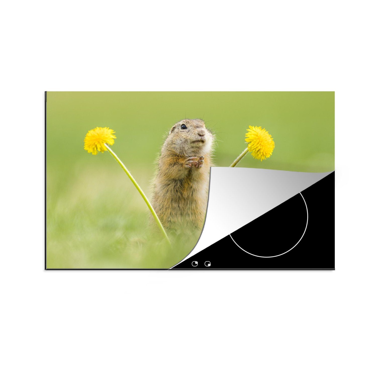 MuchoWow Herdblende-/Abdeckplatte Eichhörnchen im Gras, Vinyl, (1 tlg), 81x52 cm, Induktionskochfeld Schutz für die küche, Ceranfeldabdeckung