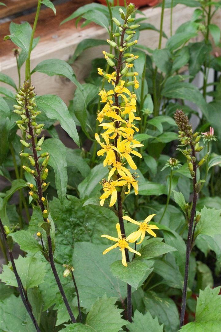Pflanzen für Dich Staude Ligularia stenocephala, 1 St., Kreuzkraut, Goldkolben, Goldblatt