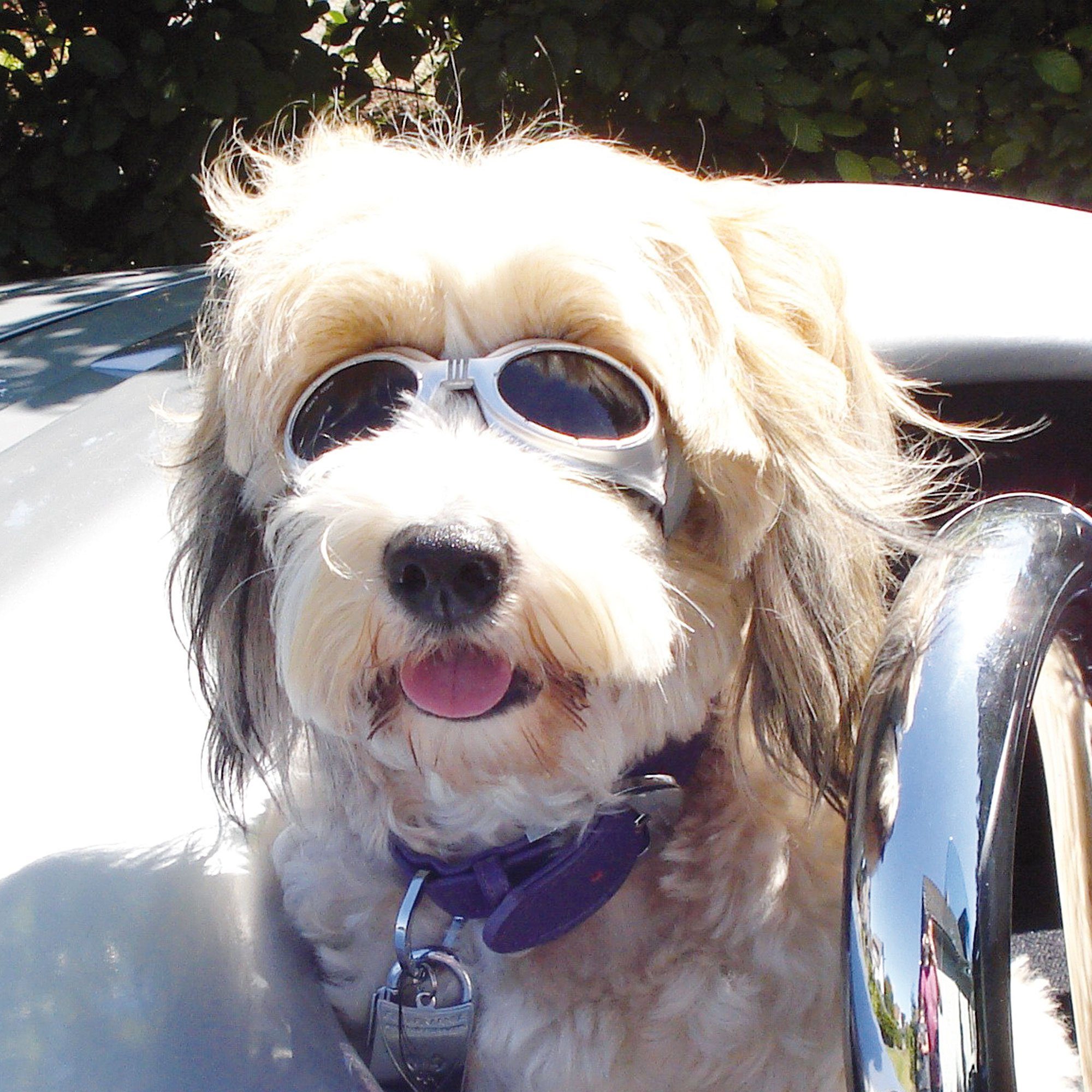 für Sonnenbrille (1-St) Schecker bruchfesten leichten, extrem dadurch Hunde und Kunststoffmaterial Cabrio-Brille elastischen