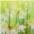 Delindo Lifestyle Scheibengardine Margeriten (1 St), Stangendurchzug, transparent, Voile, zwei Größen – Bild 3 von 3