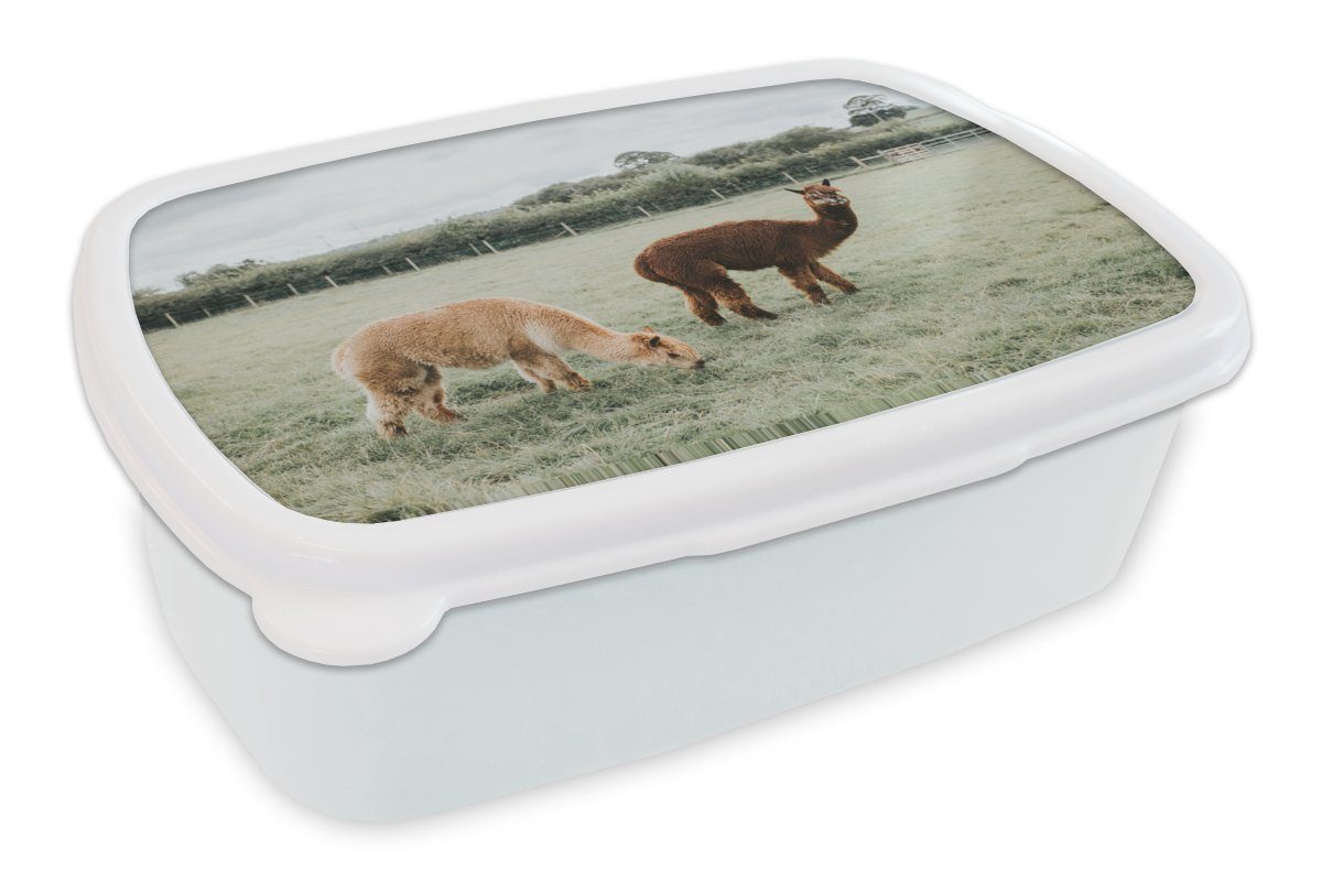 MuchoWow Lunchbox Alpakas - Tiere - Gras, Kunststoff, (2-tlg), Brotbox für Kinder und Erwachsene, Brotdose, für Jungs und Mädchen weiß