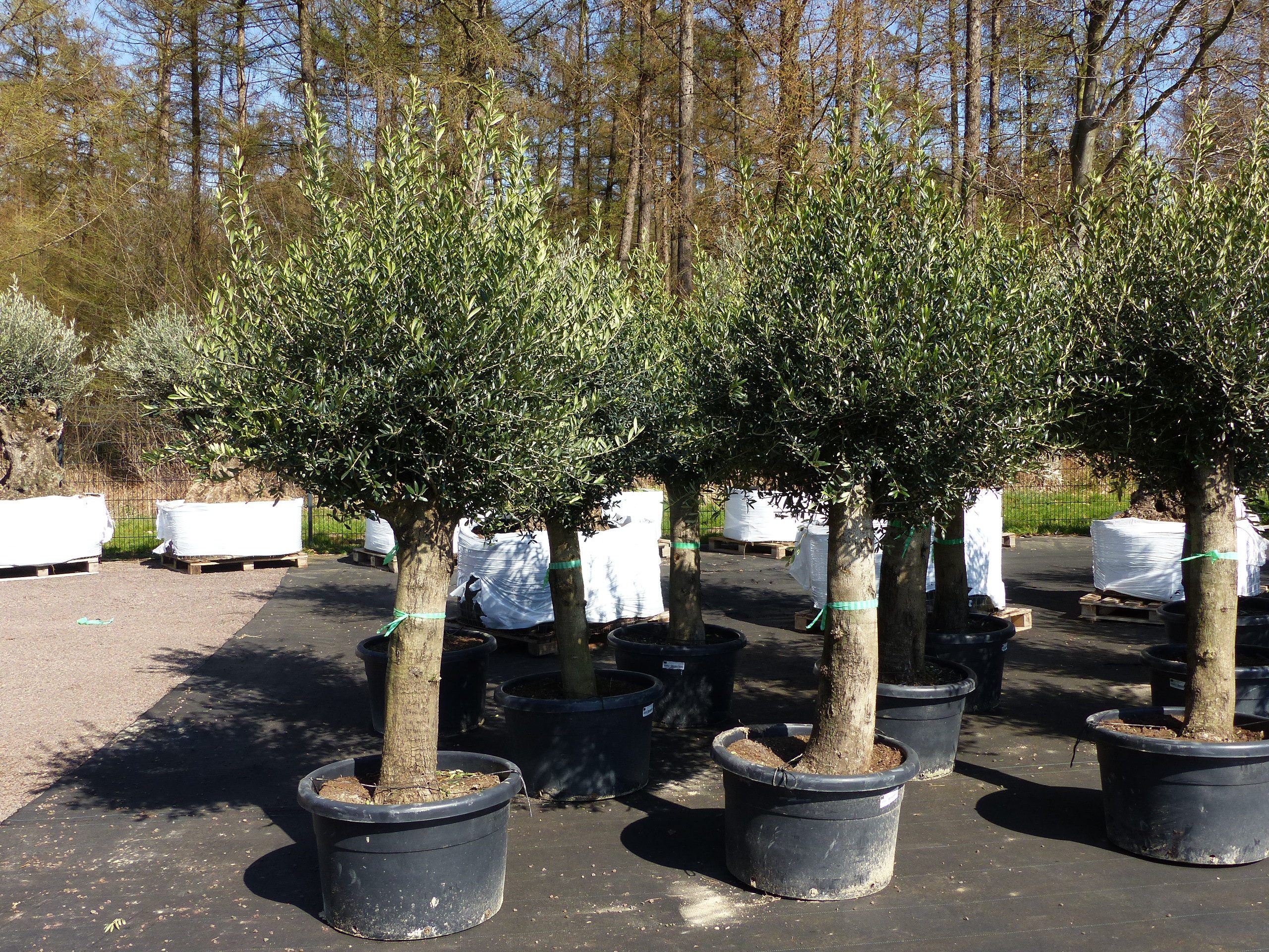 gruenwaren jakubik Olivenbaum Olivenbaum Olive "60 Jahre" 200 - 240 cm, Stammumfang 40 - 60 cm